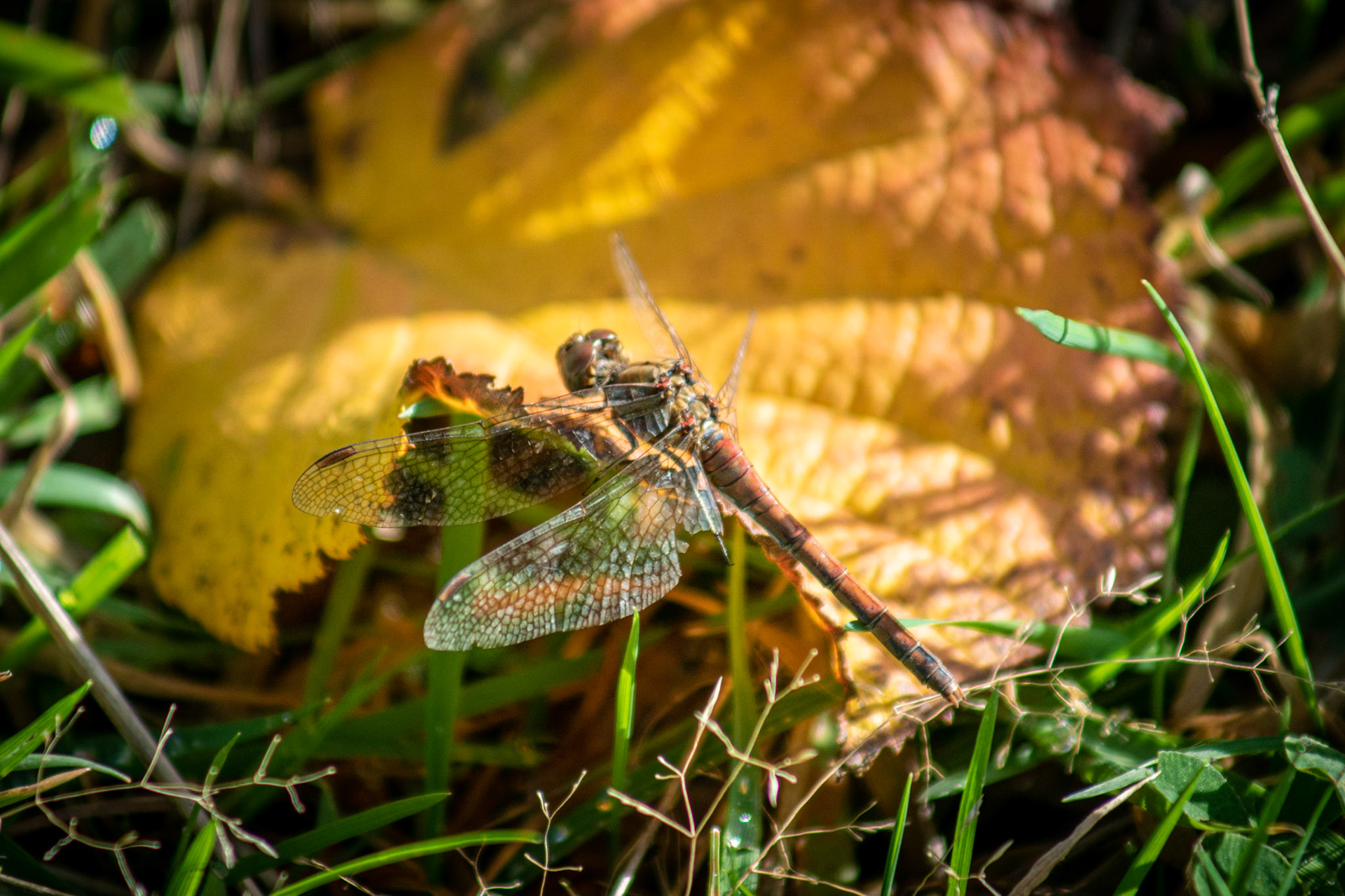 Dragon fly at Cors Caron Nature Reserve