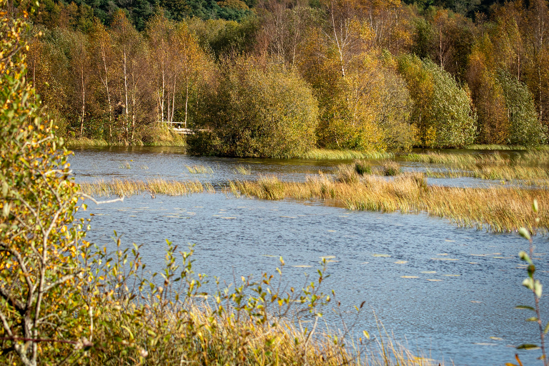Cors Caron Nature Reserve