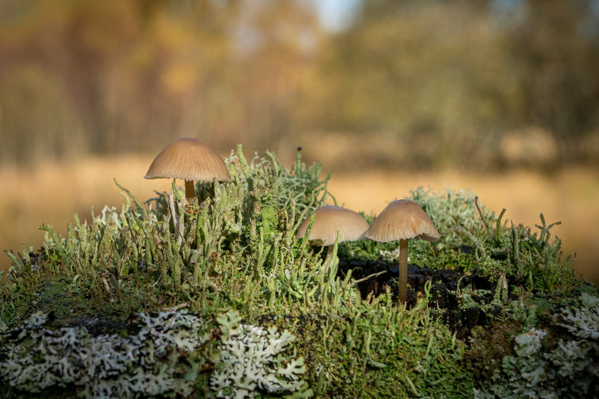 Cors Caron Nature Reserve