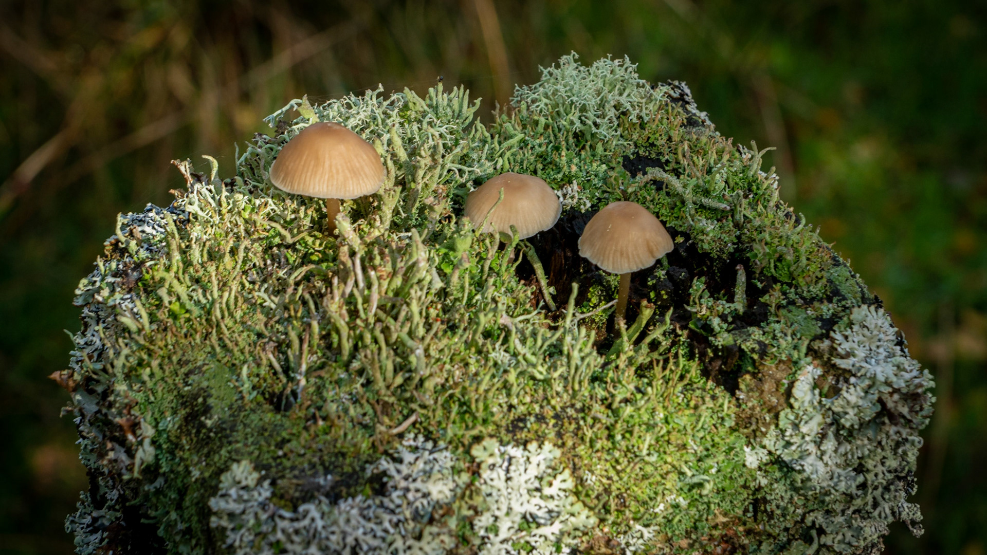 Cors Caron Nature Reserve