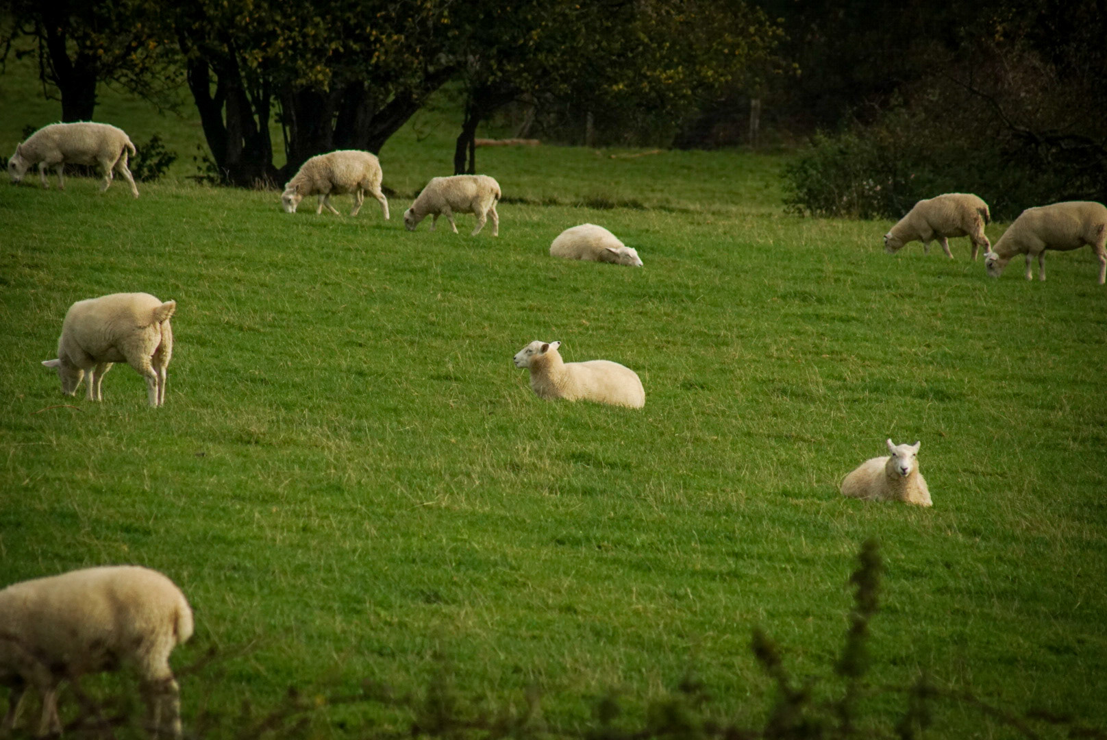 View from Llwynywynau Isaf Barn