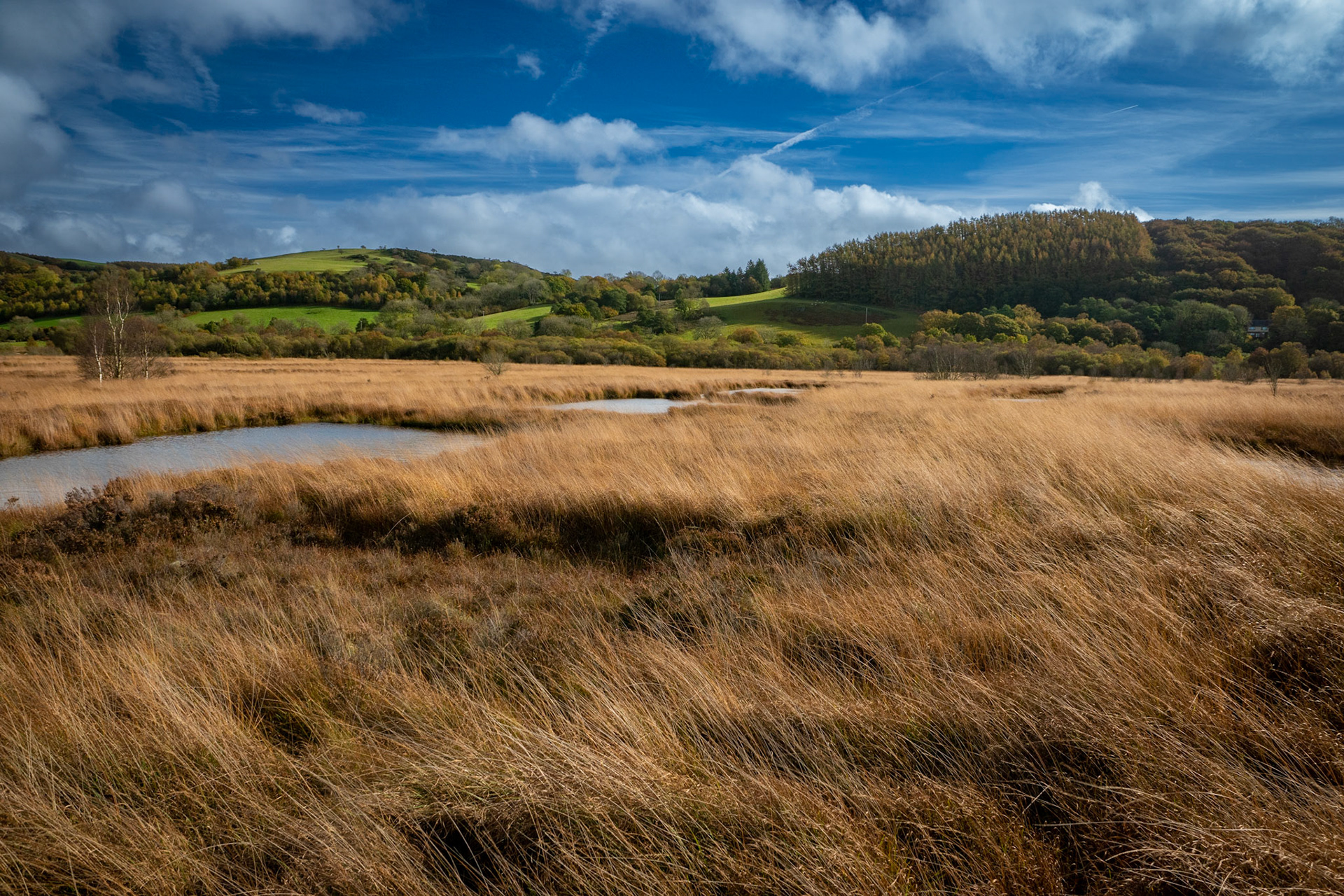 Cors Caron Nature Reserve
