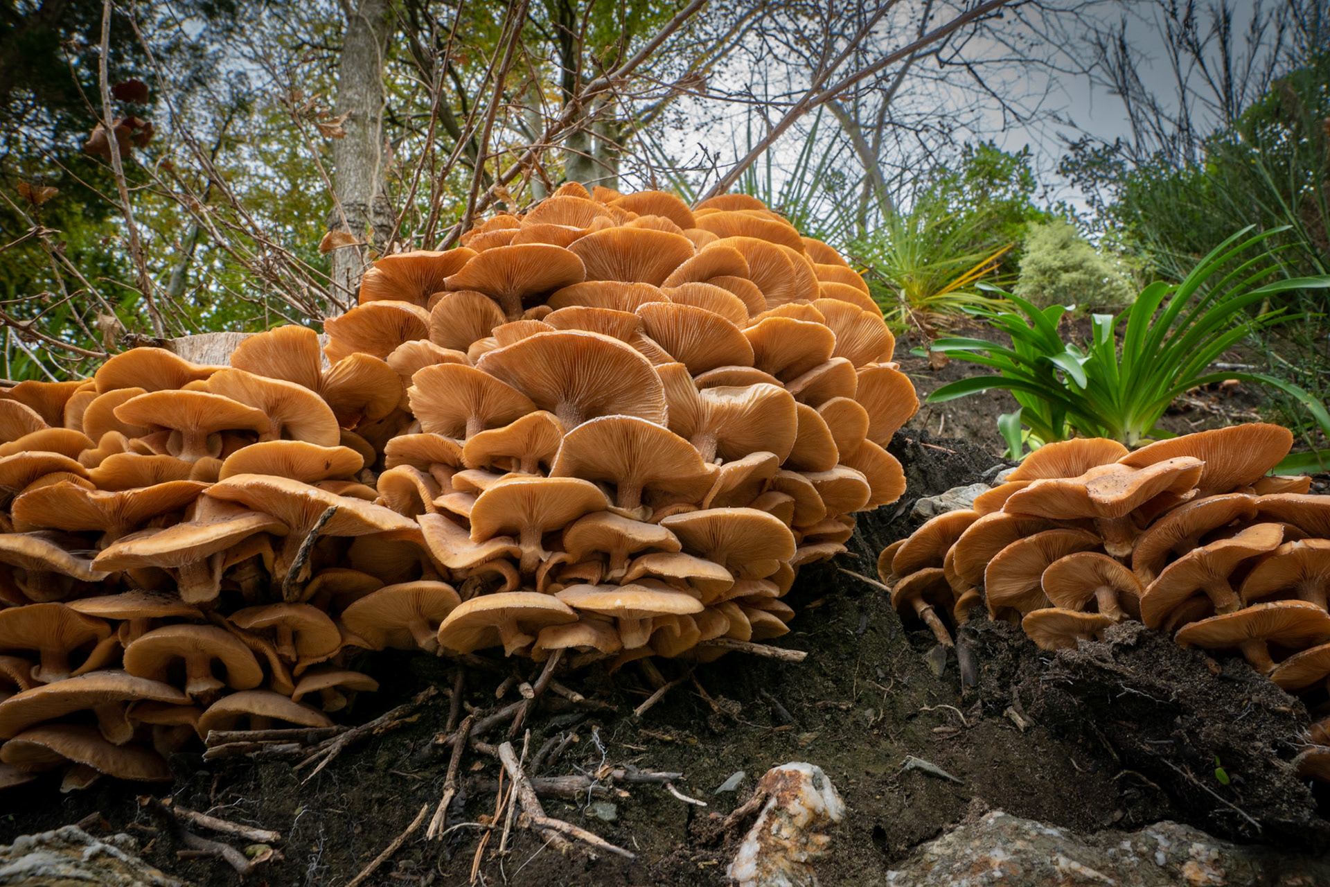 Fungi at Portmerrion