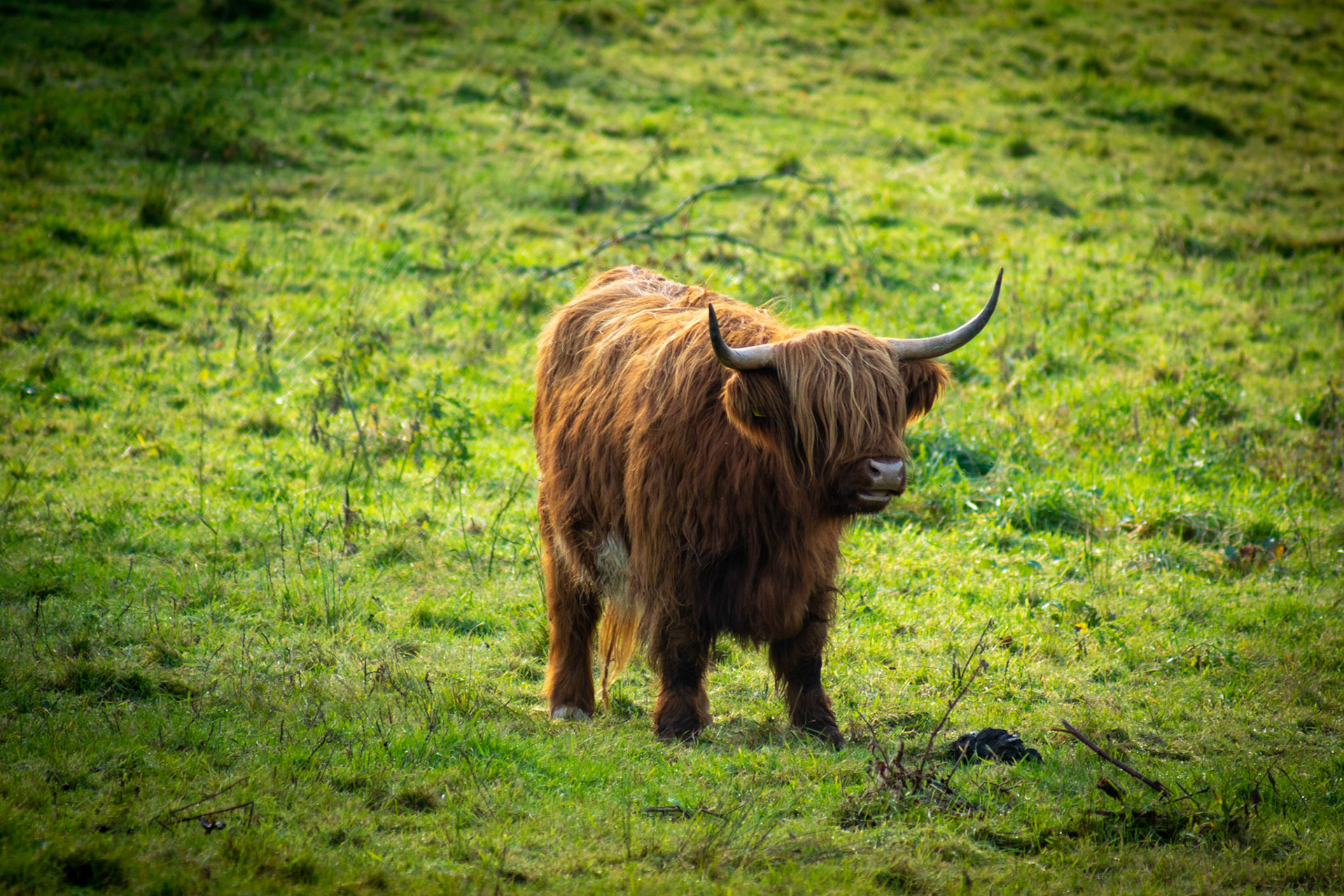 Highland cow at Cors Caron Nature Reserve