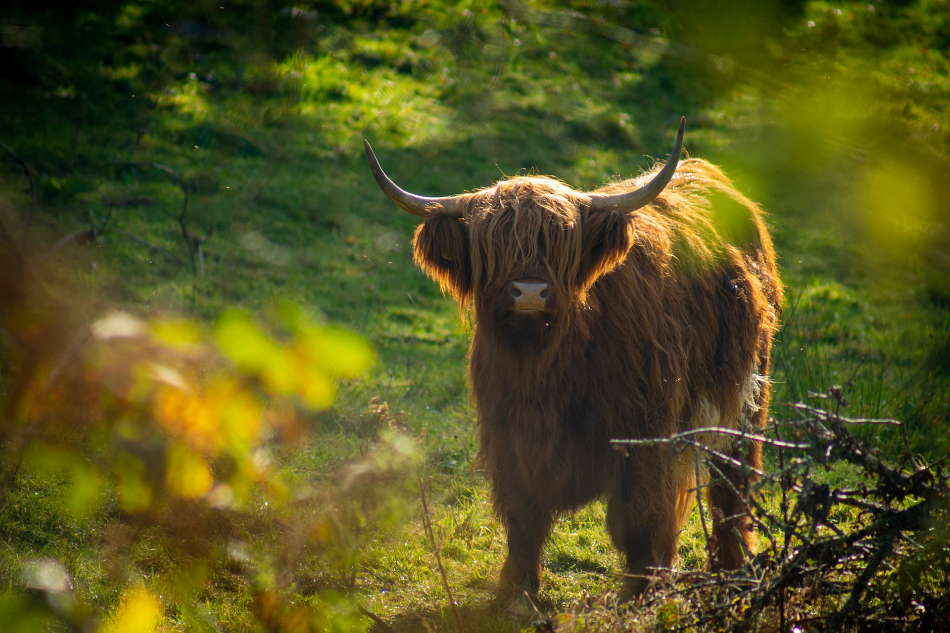 Highland cow at Cors Caron Nature Reserve