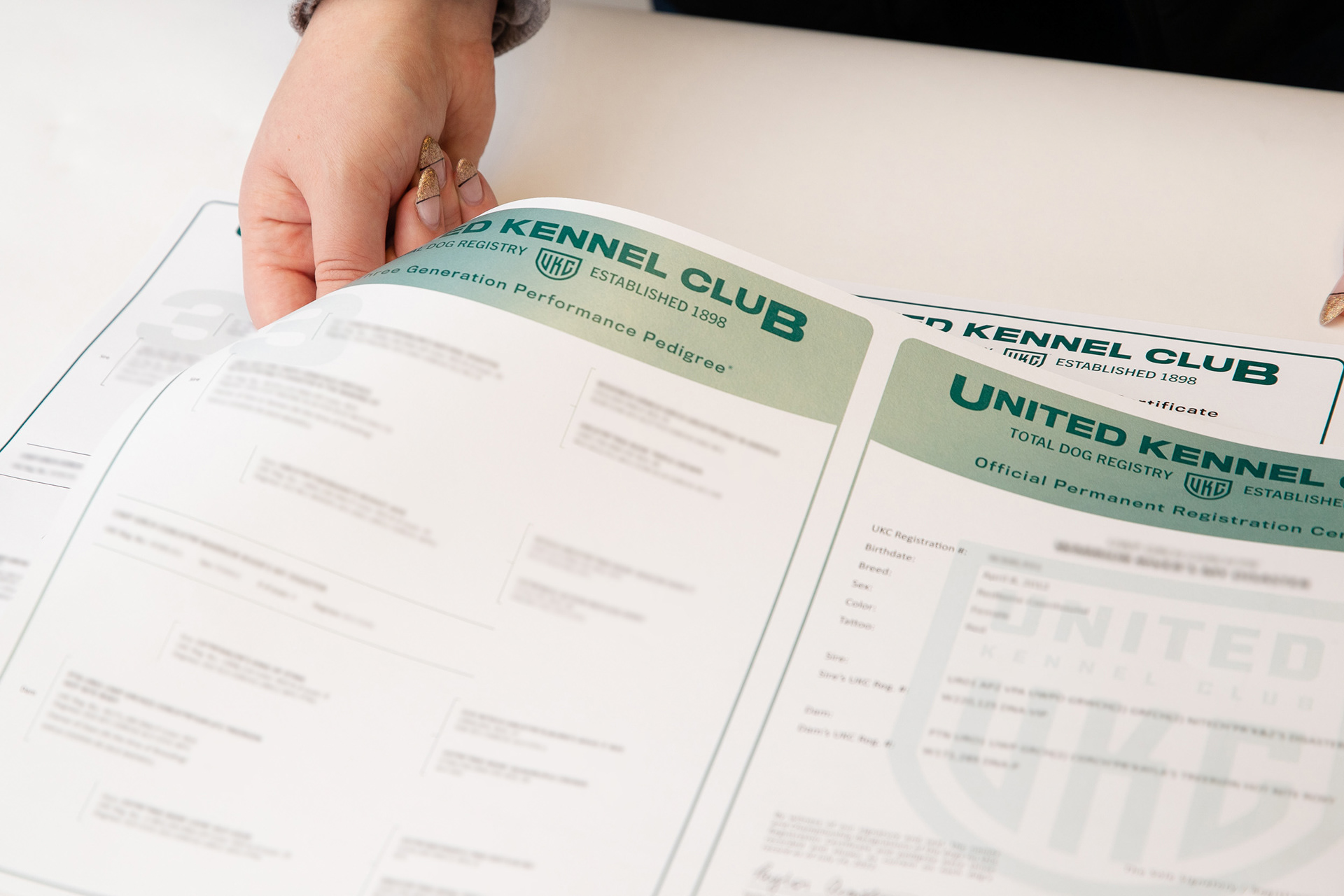 UKC Main Brand Pedigree Re-Design
