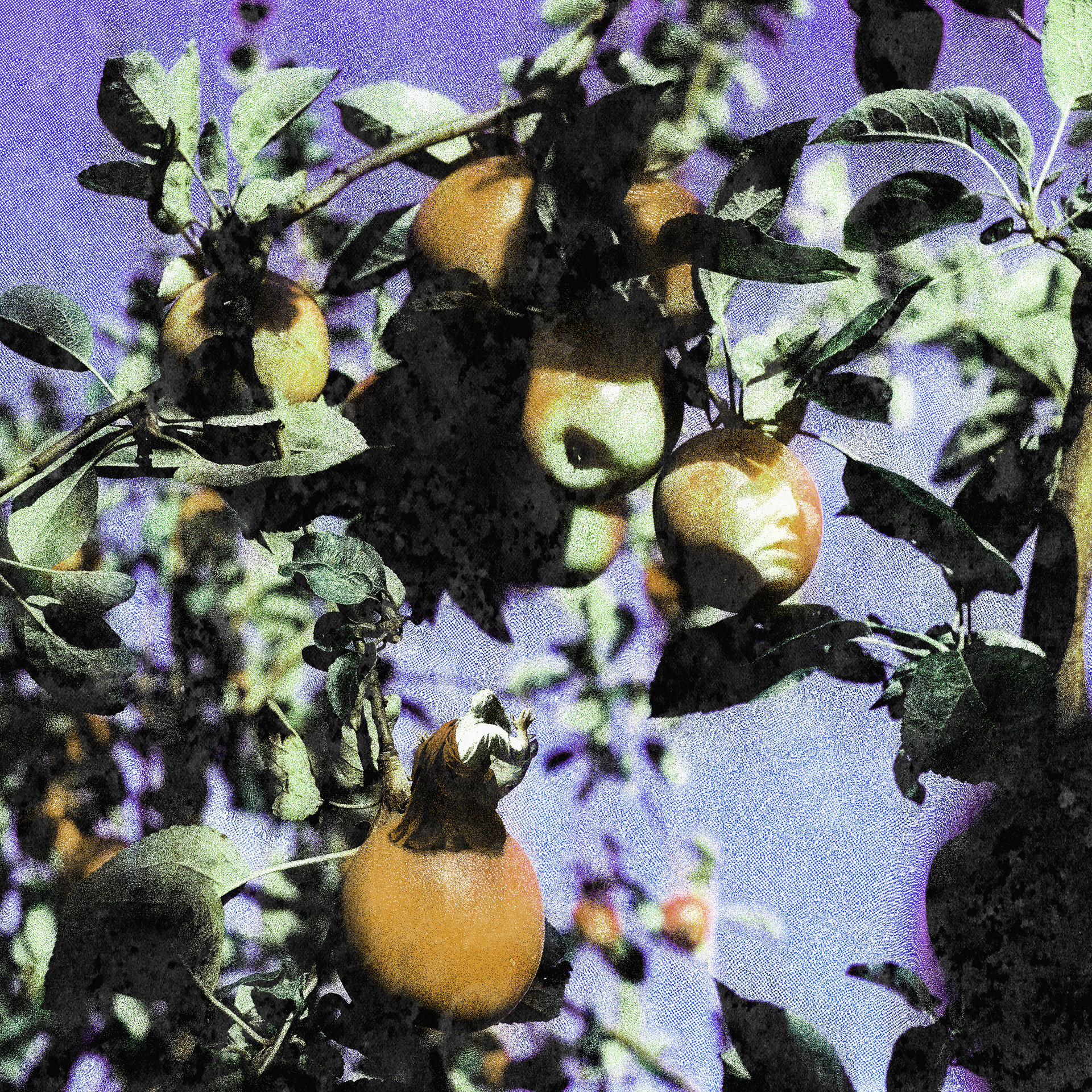 Fairytale - Advice from the Apple Tree