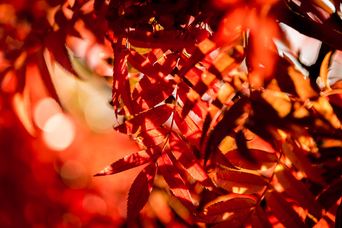 Rött Rönnbärsträd