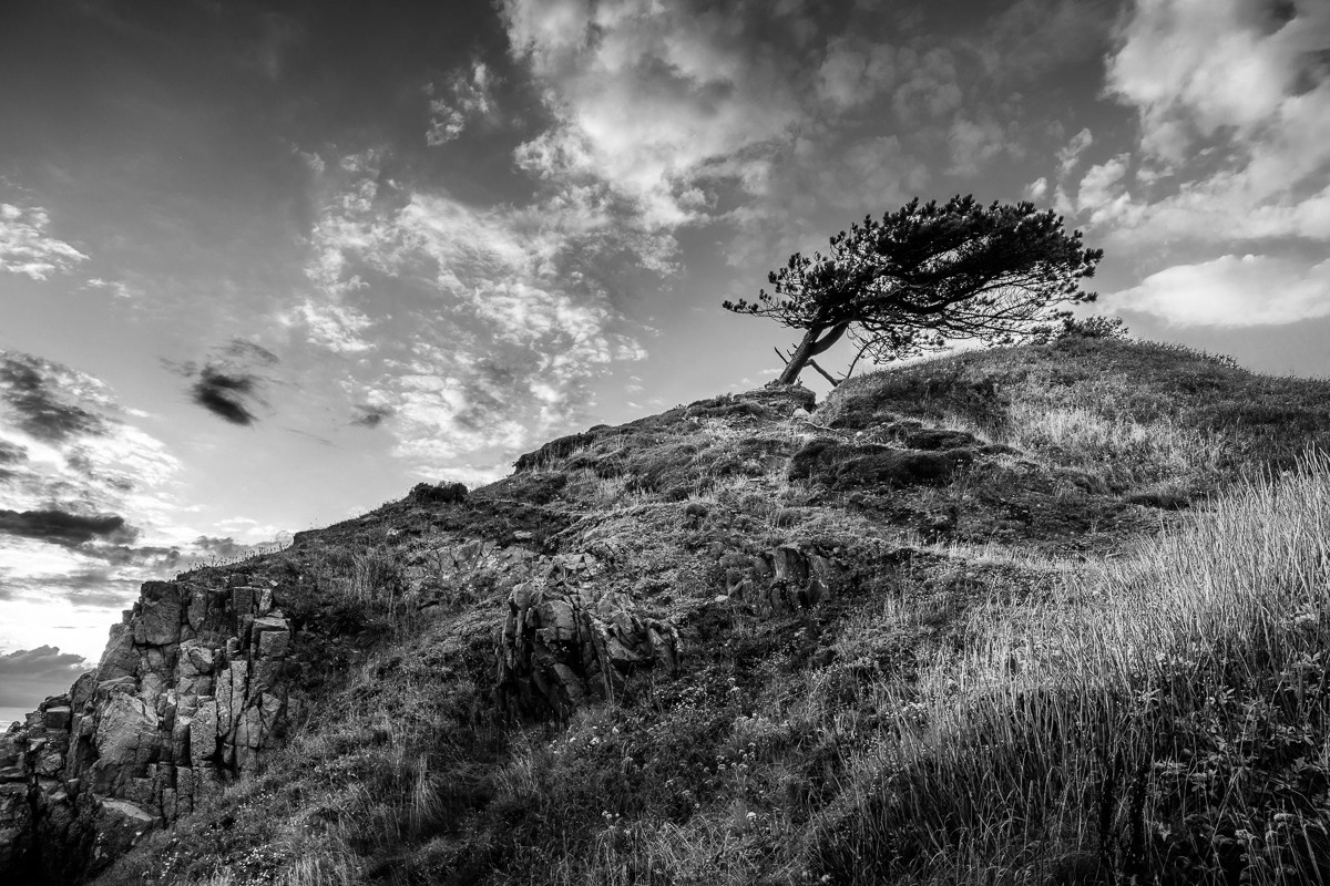 Ensamt träd på Kullen