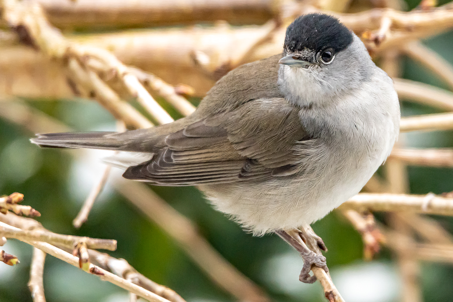 Blackcap