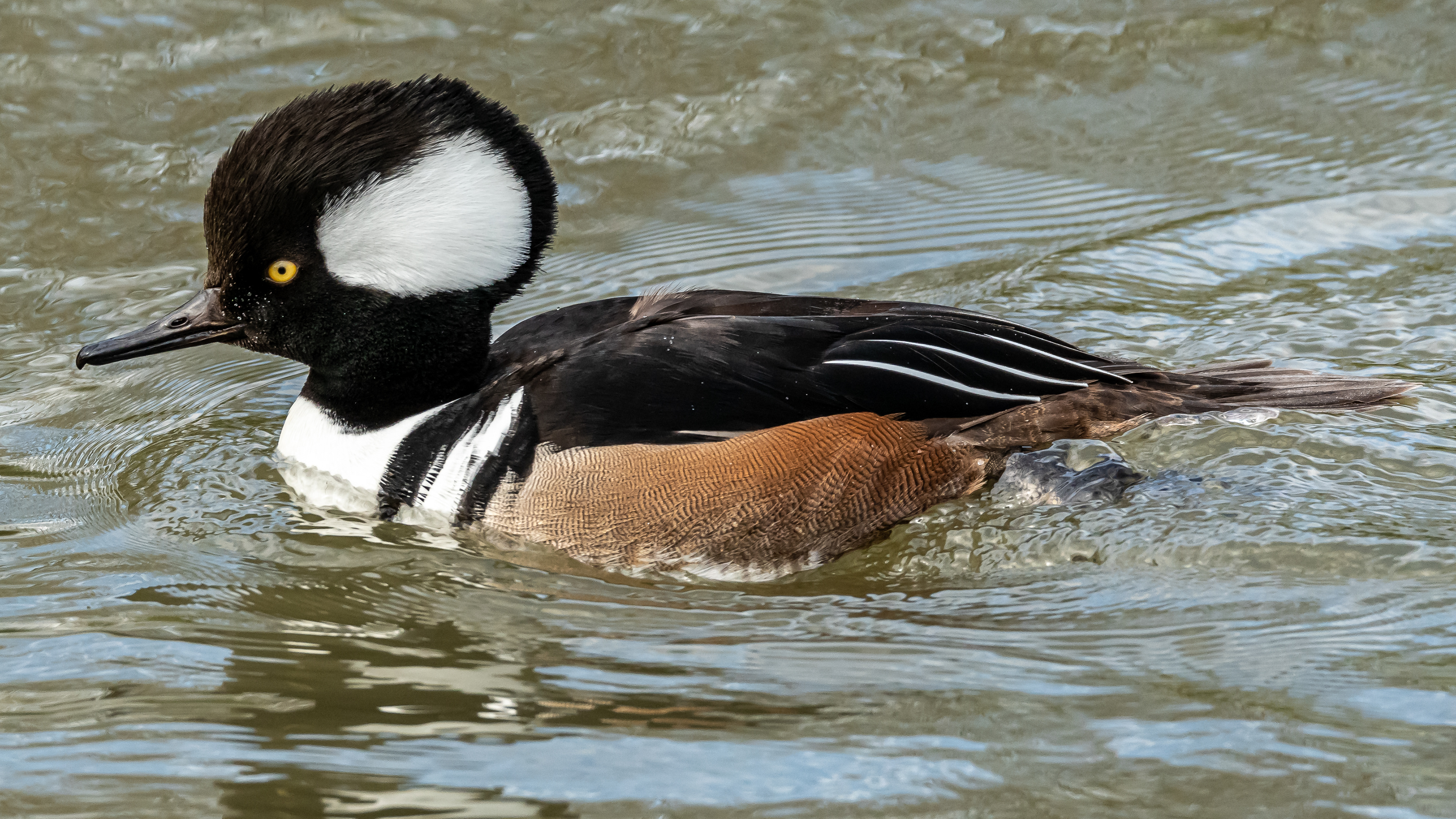 Hooded Merganser