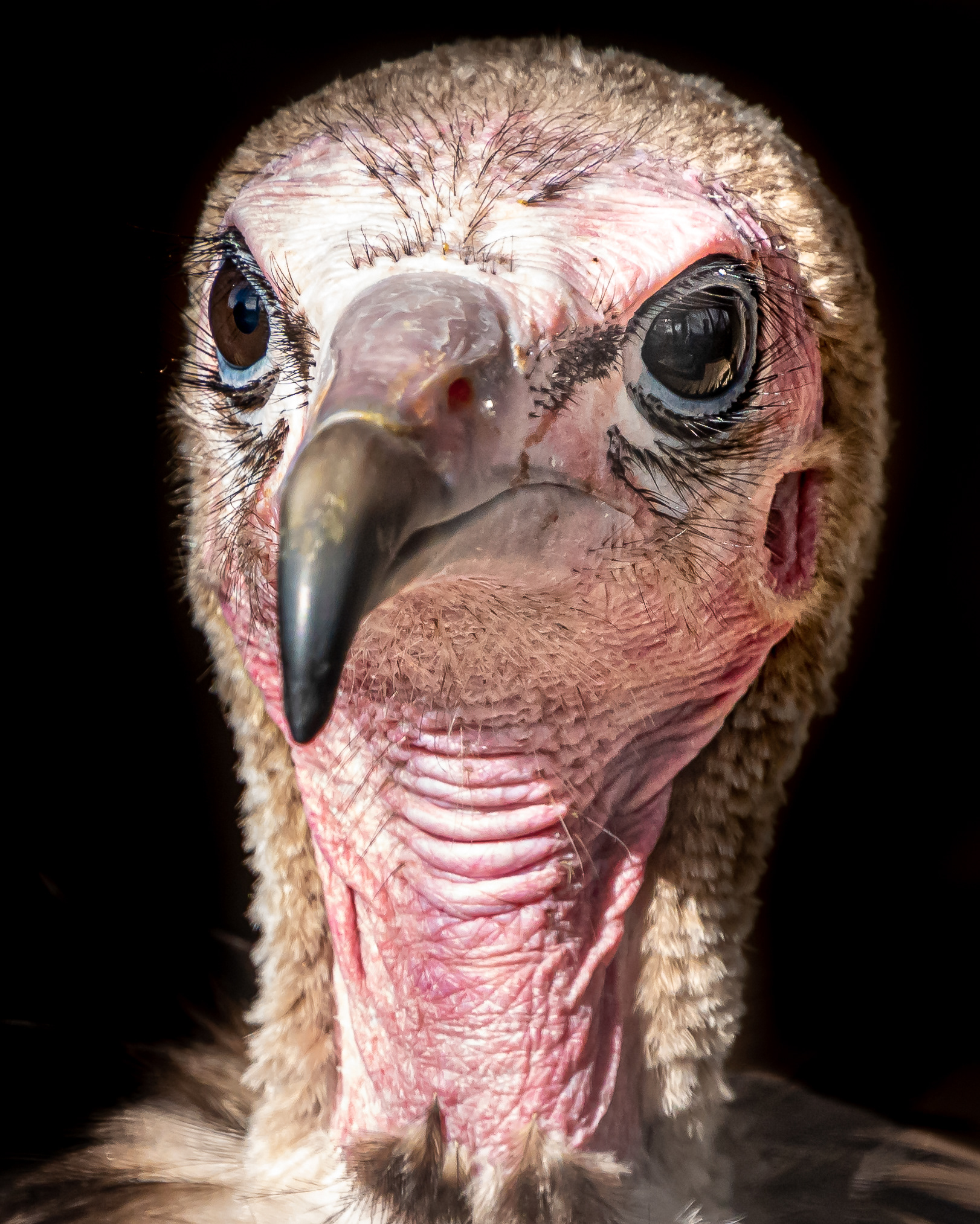 Hooded Vulture