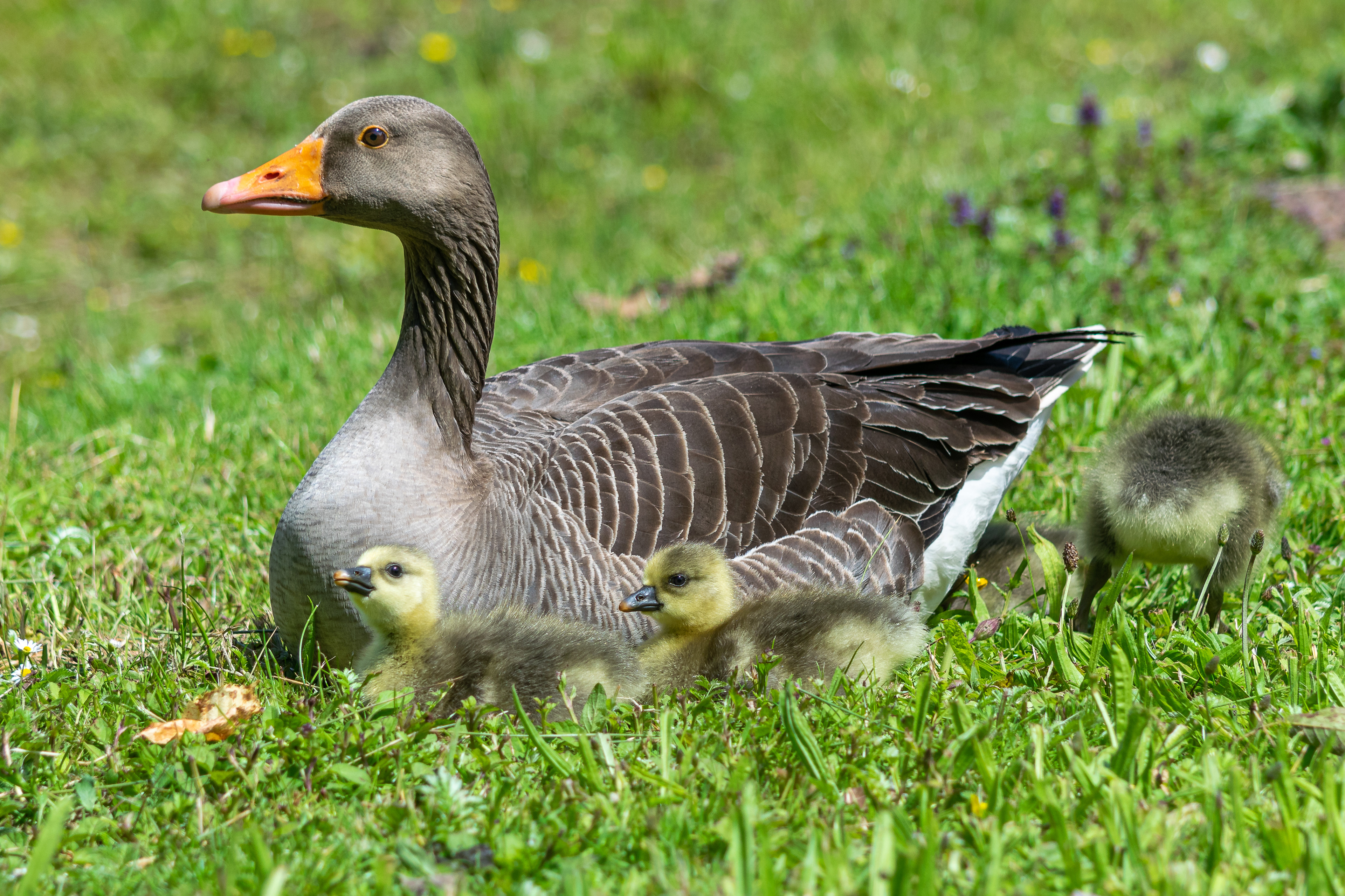 Greylag Goose