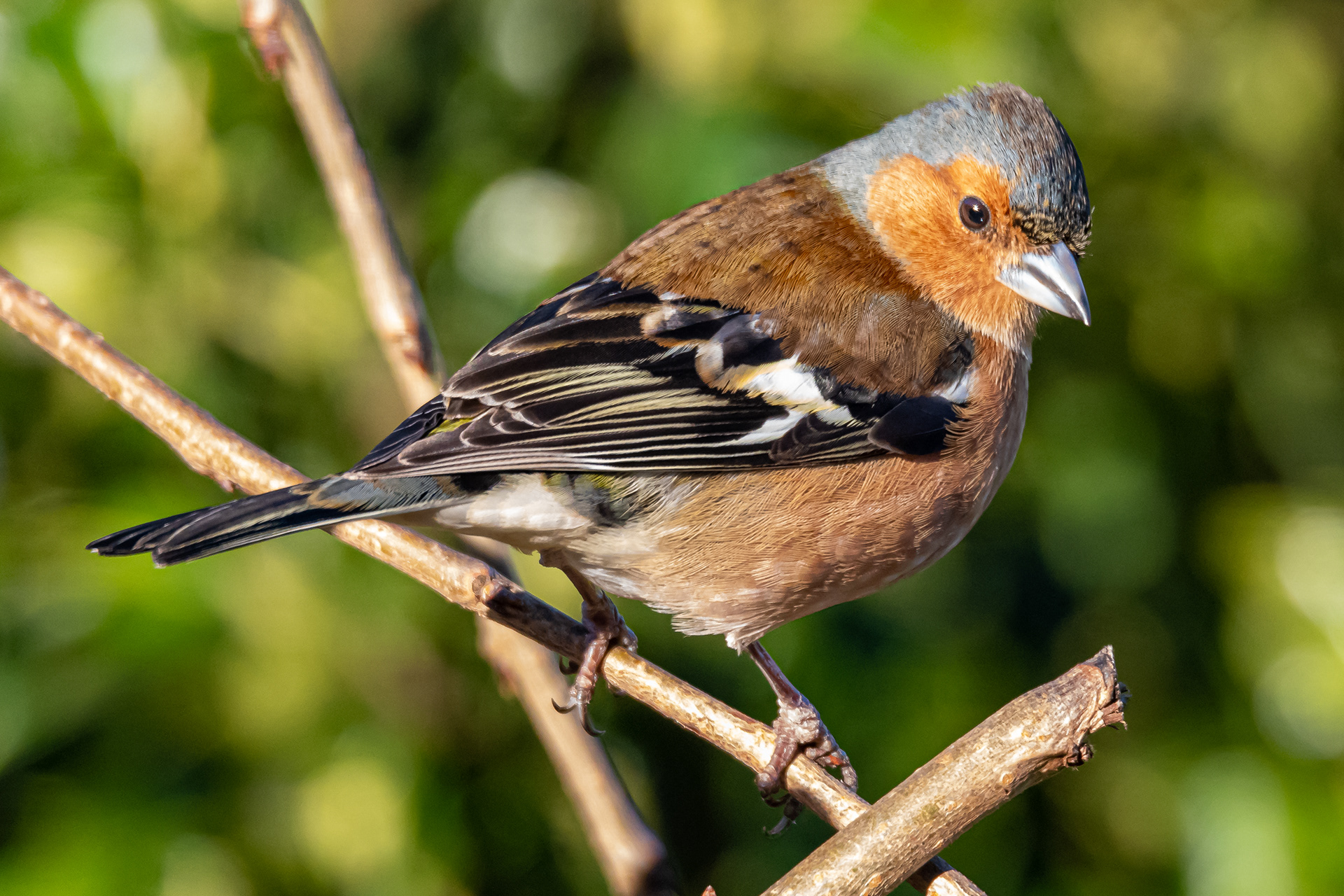Chaffinch