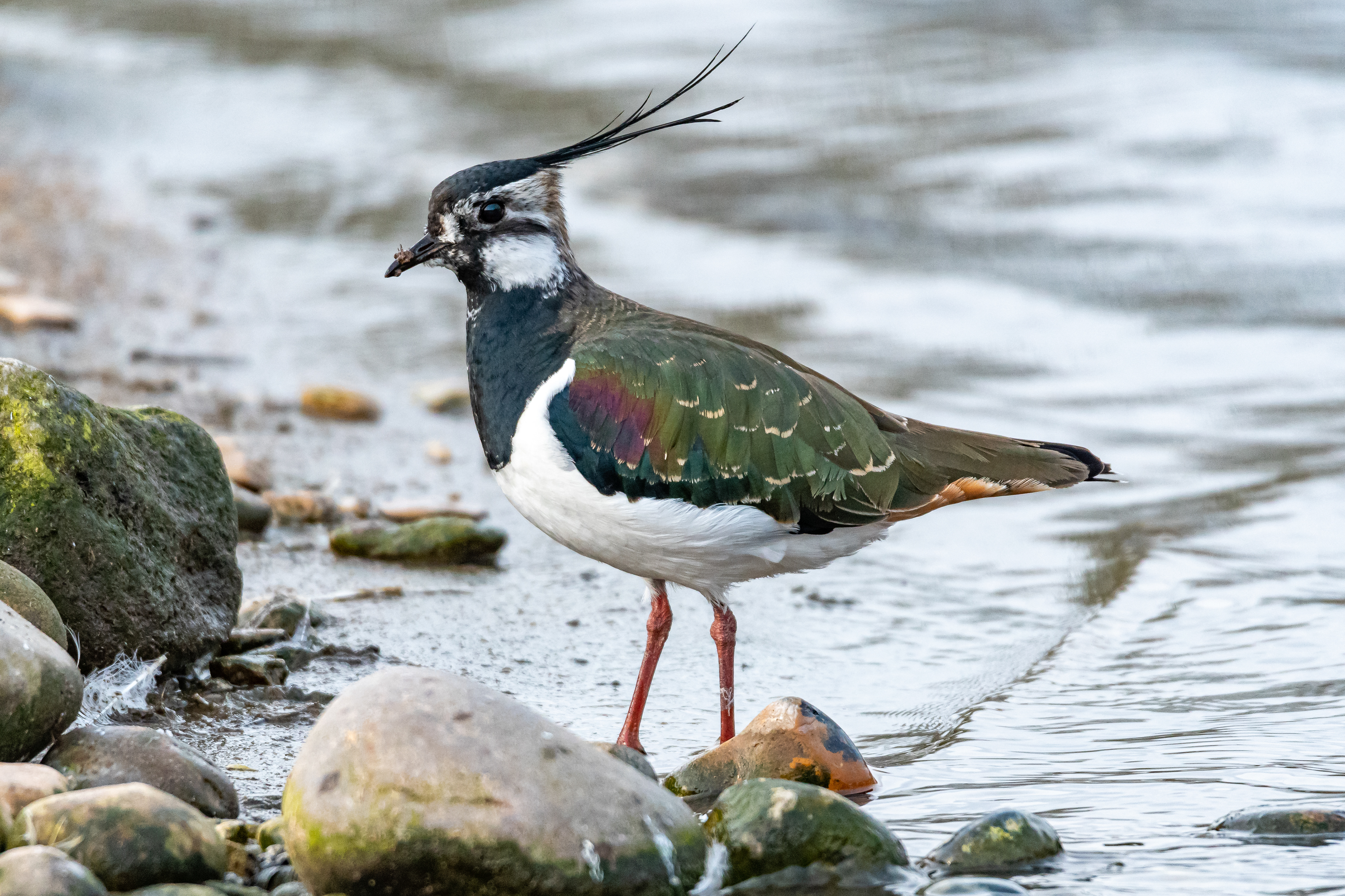 Lapwing