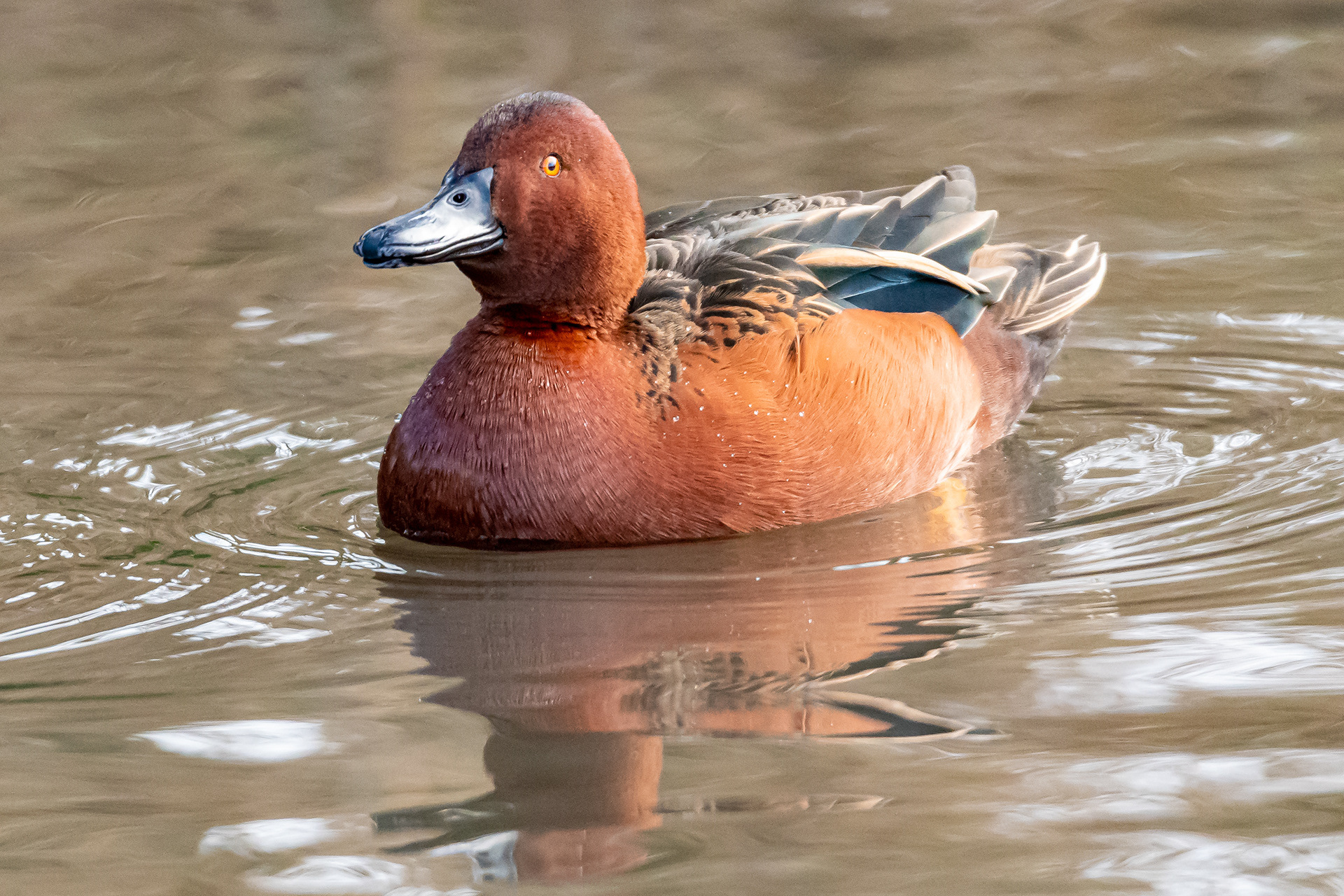 Cinnamon Teal