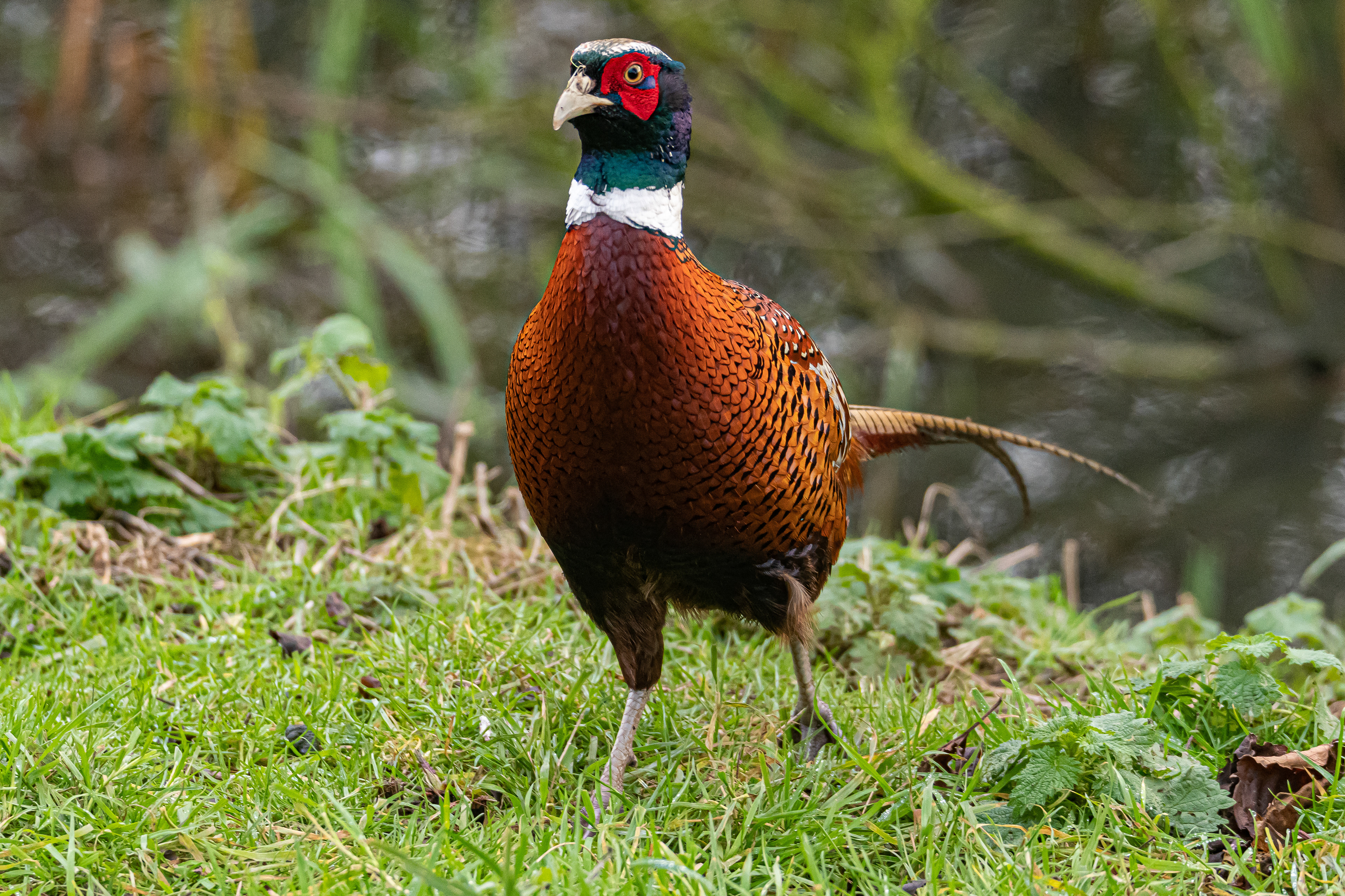 Pheasant