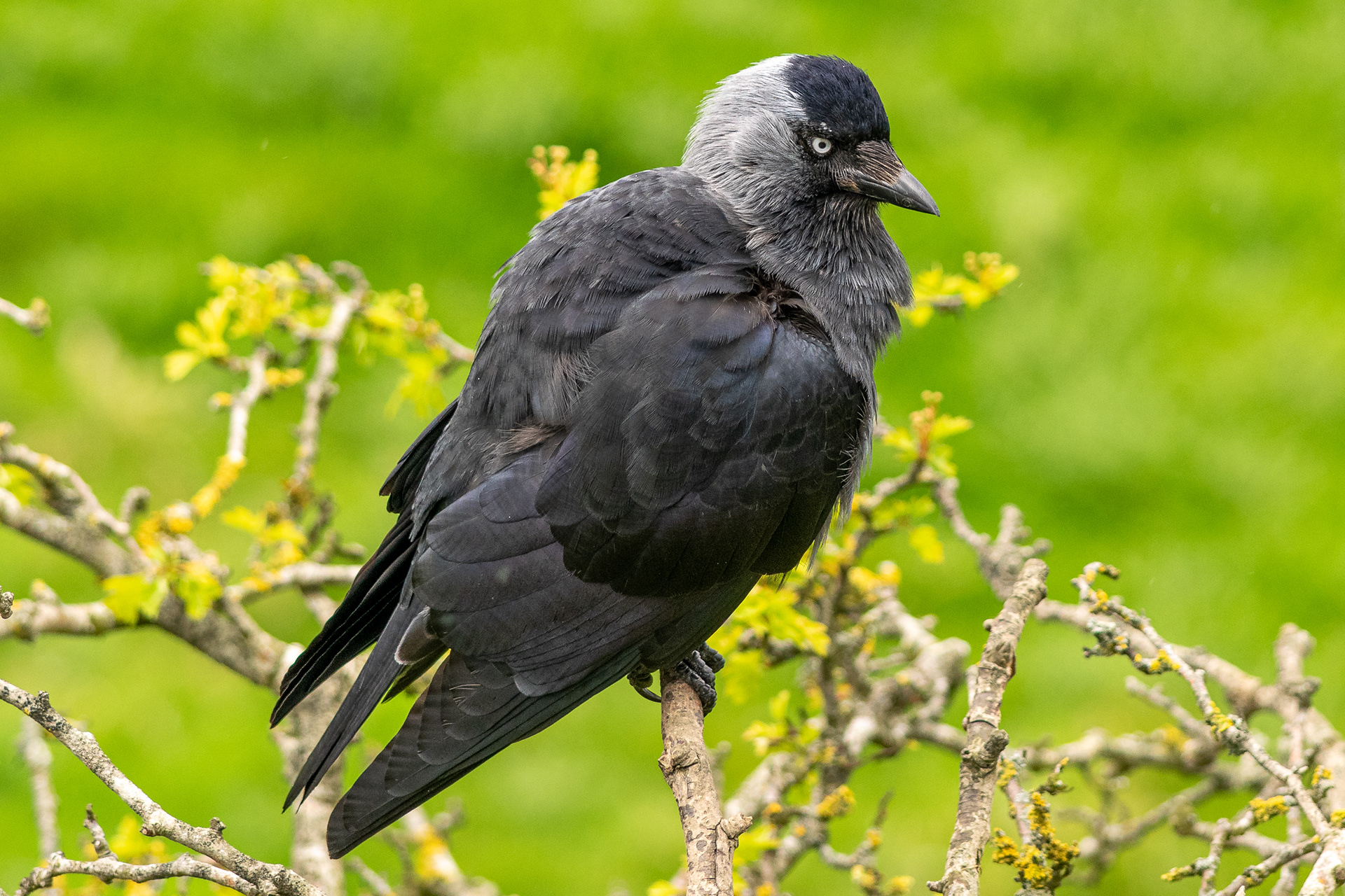 Jackdaw