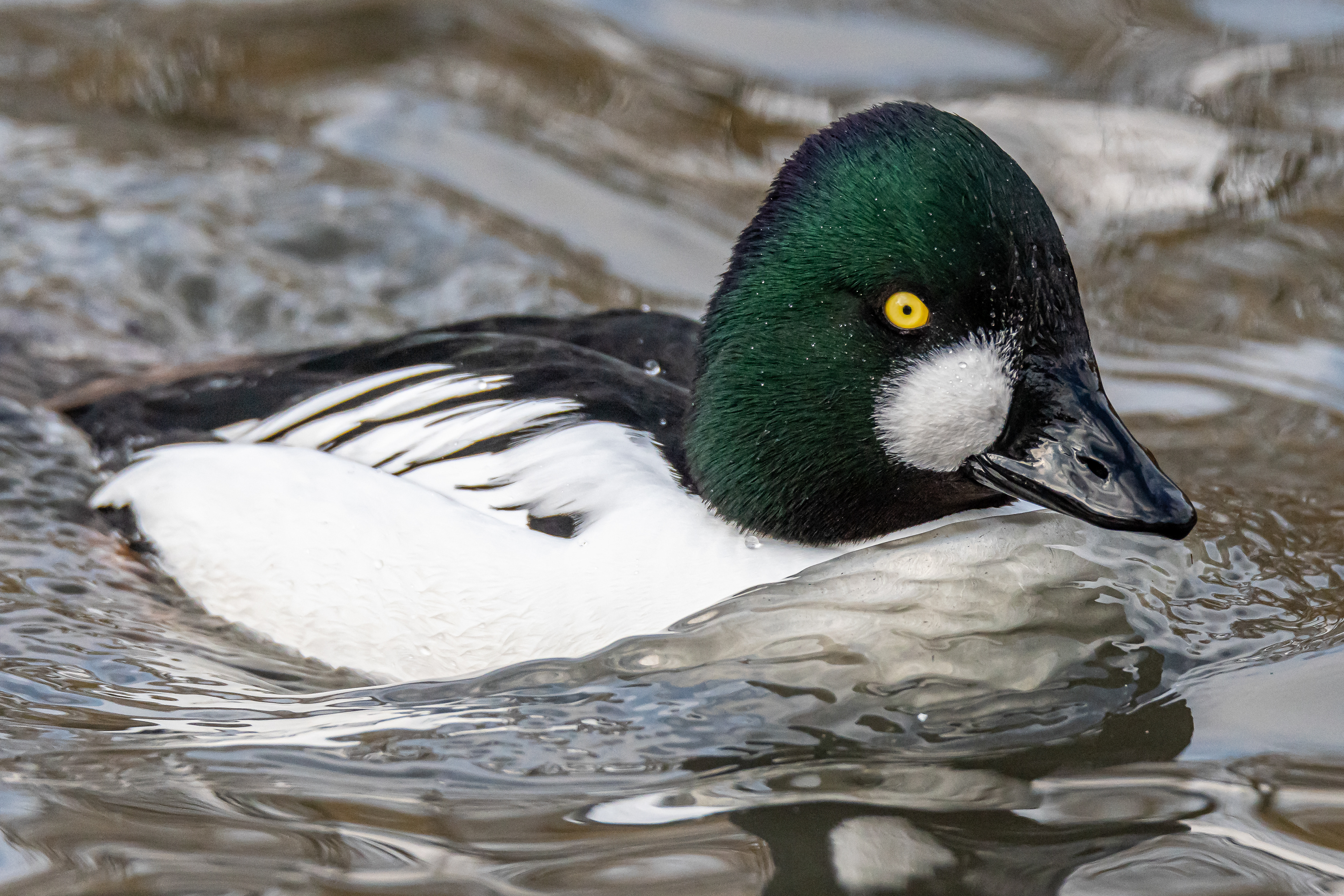 Goldeneye