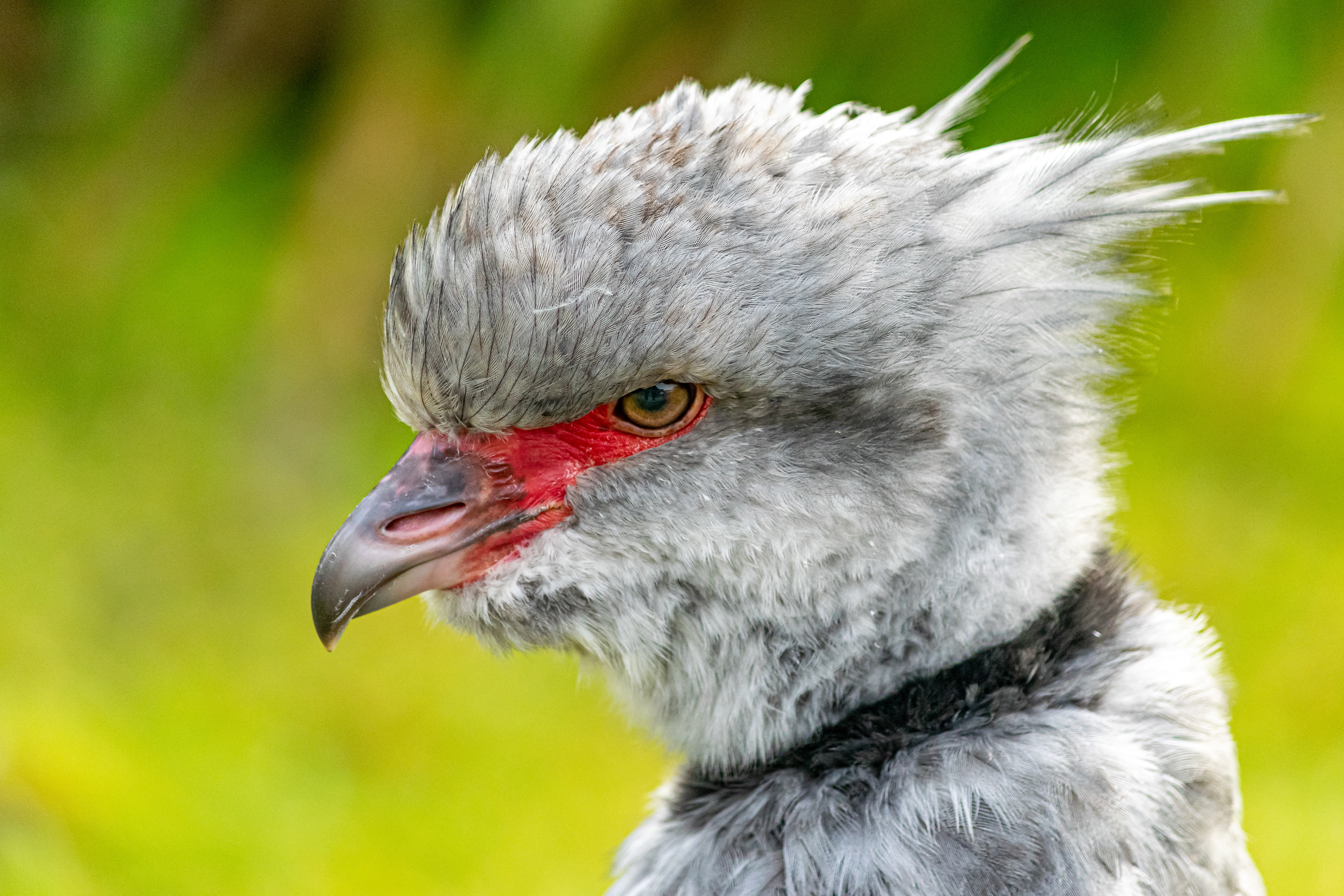 Crested Screamer