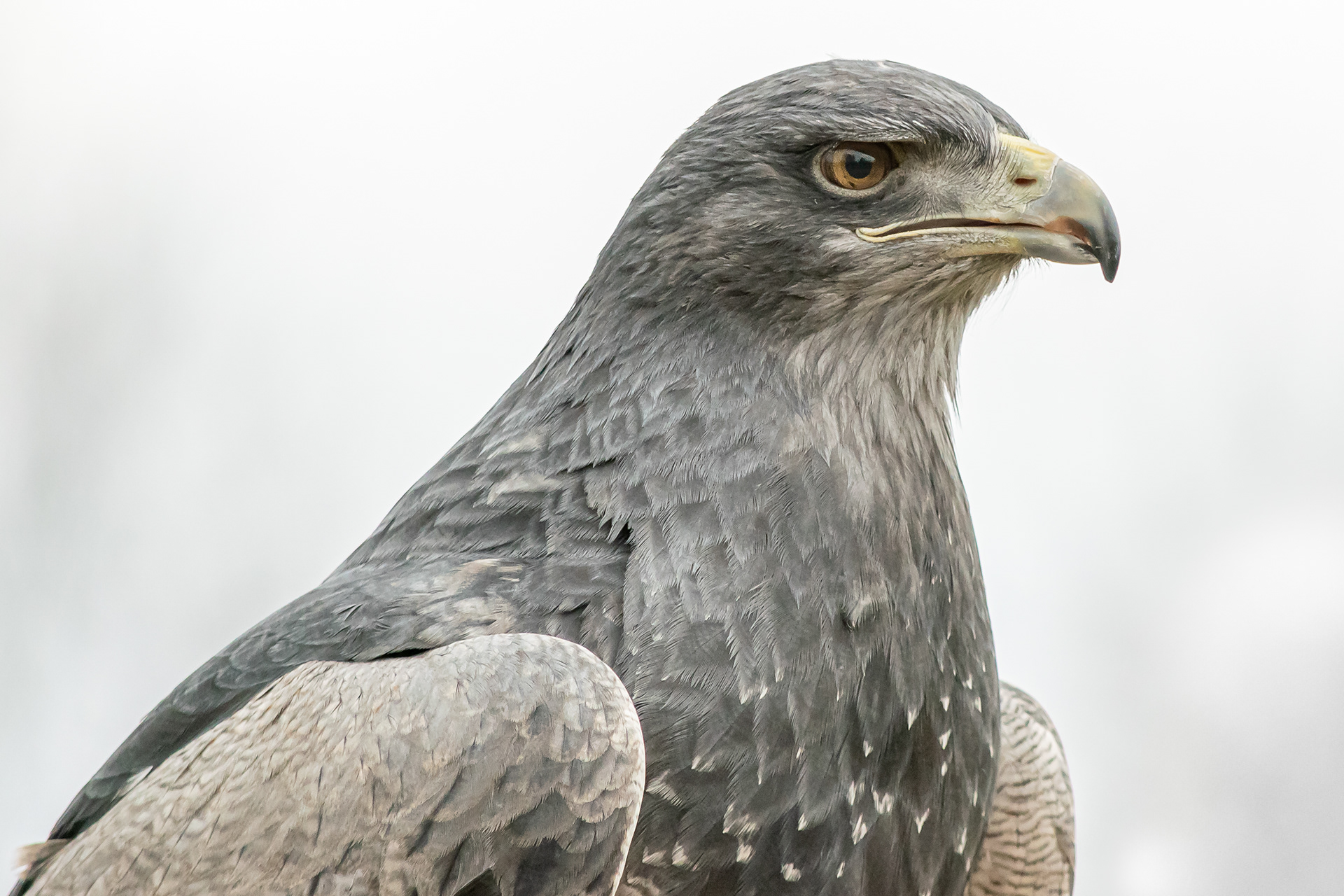 Grey Buzzard Eagle