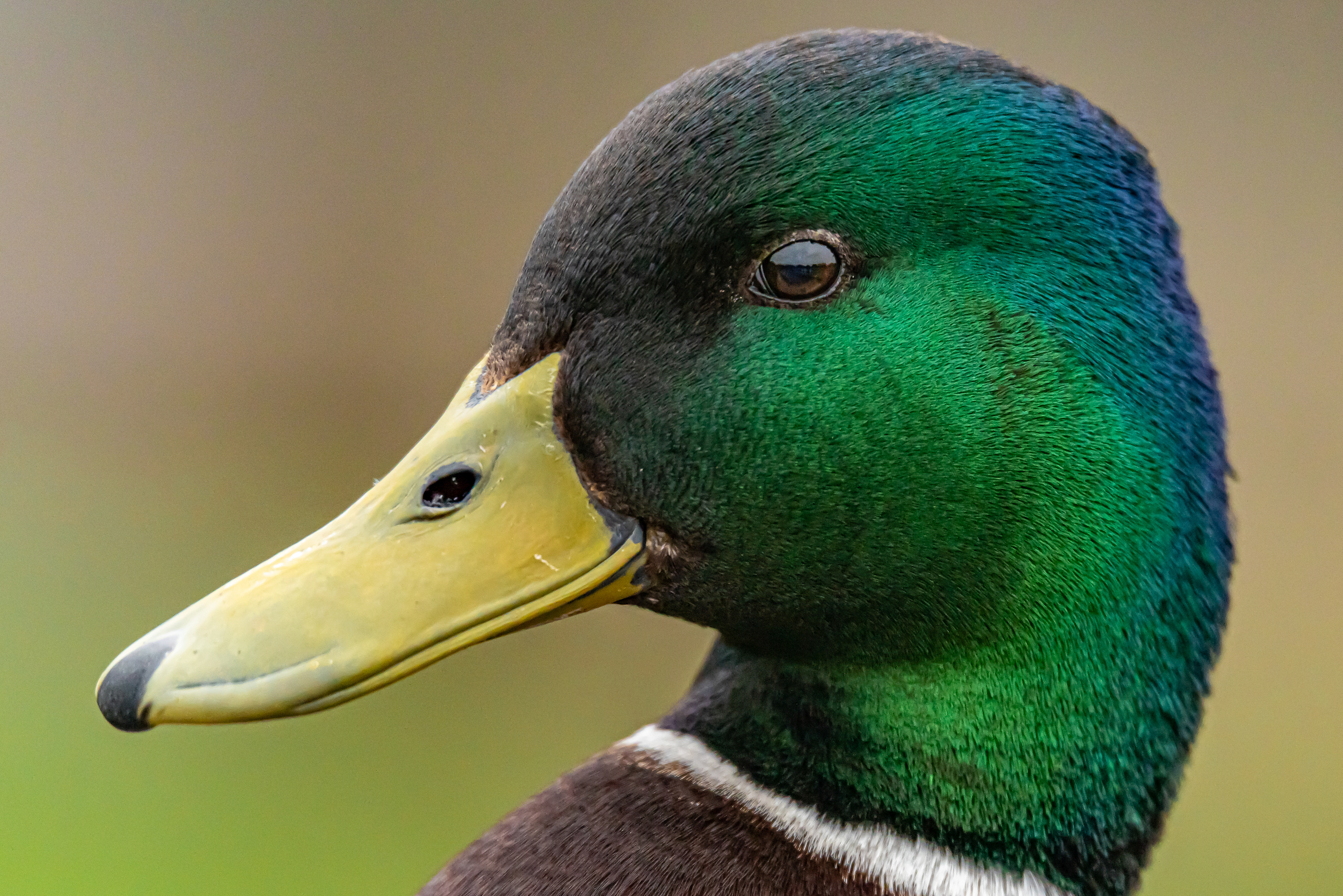 Mallard