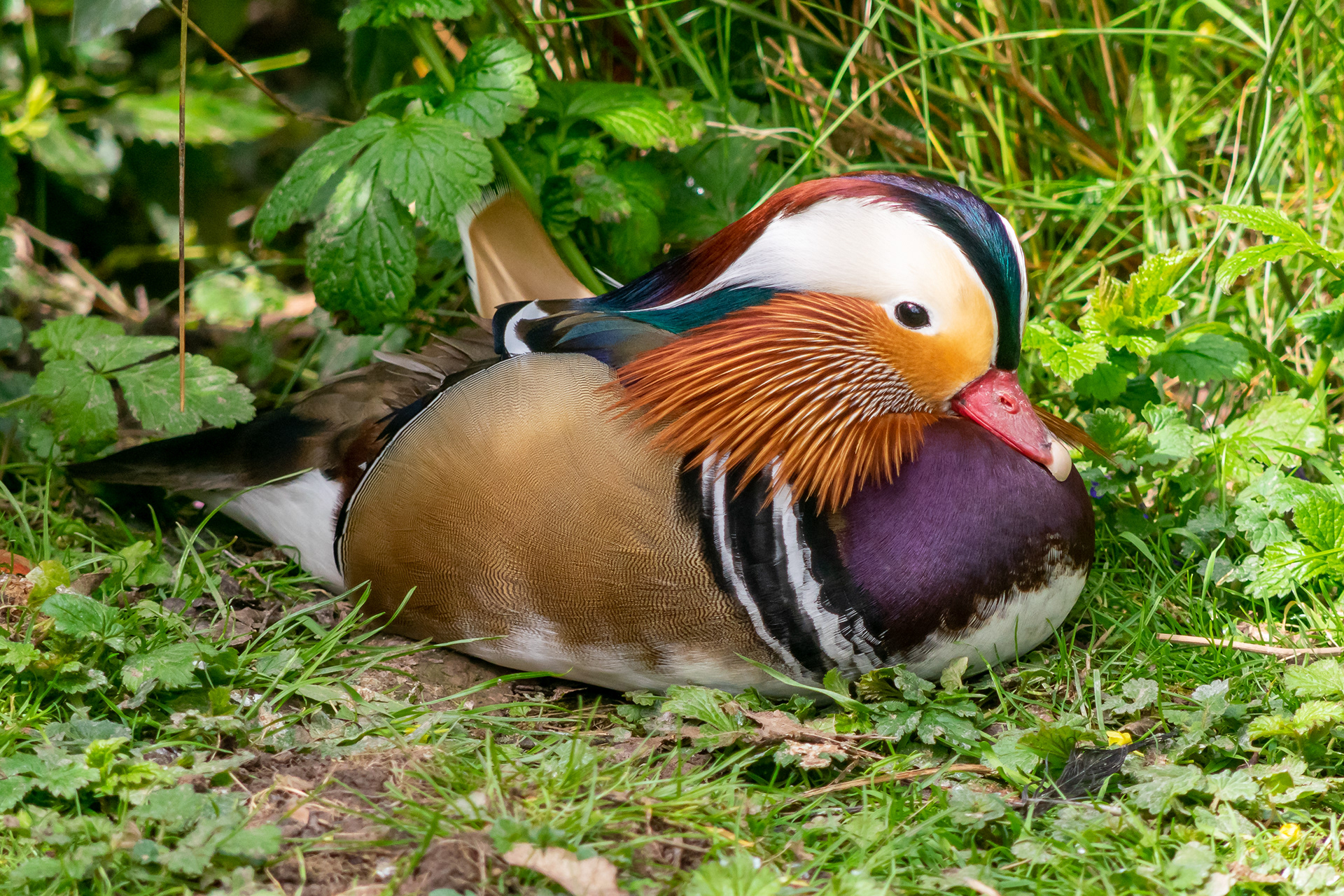Mandarin Duck