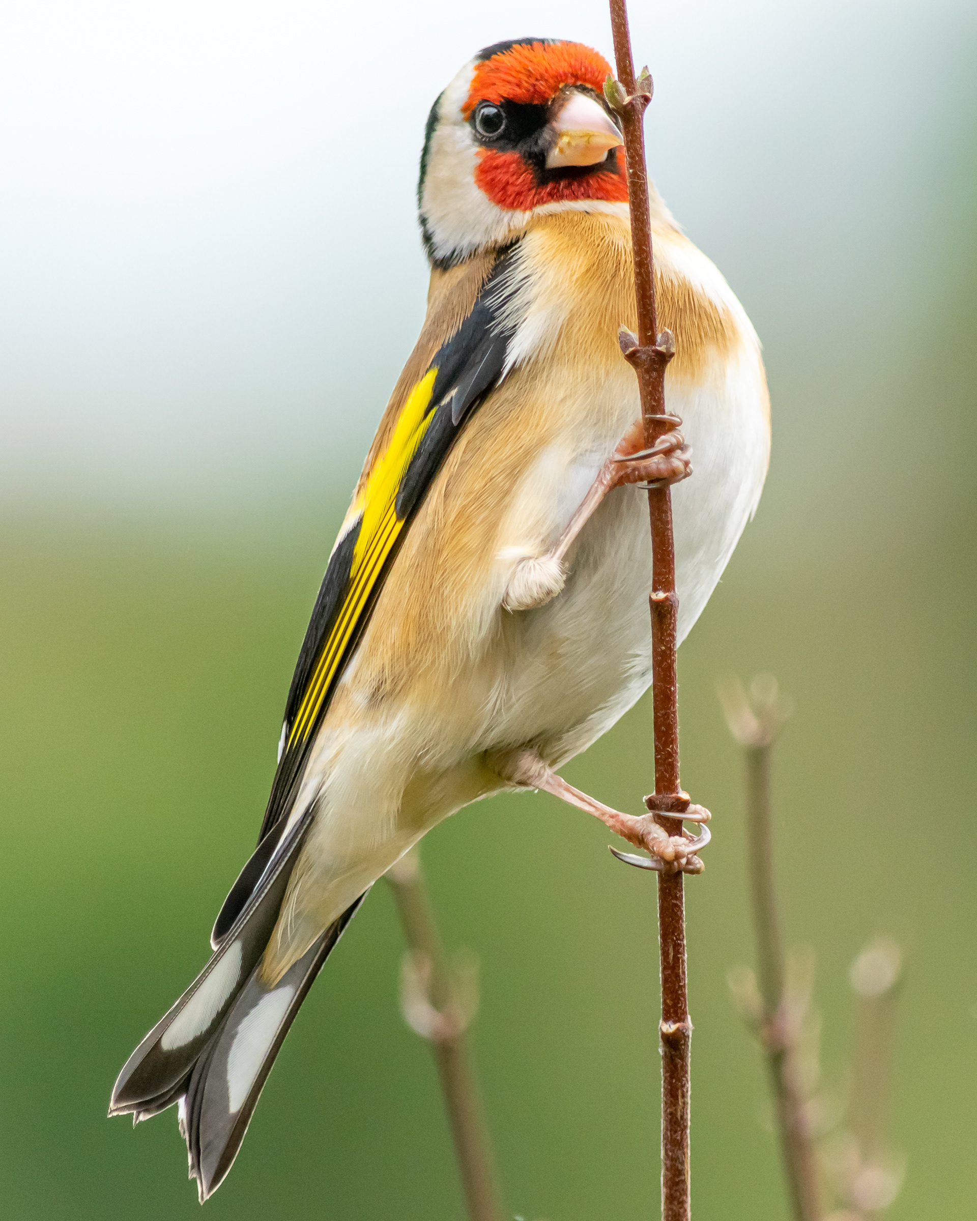 Goldfinch