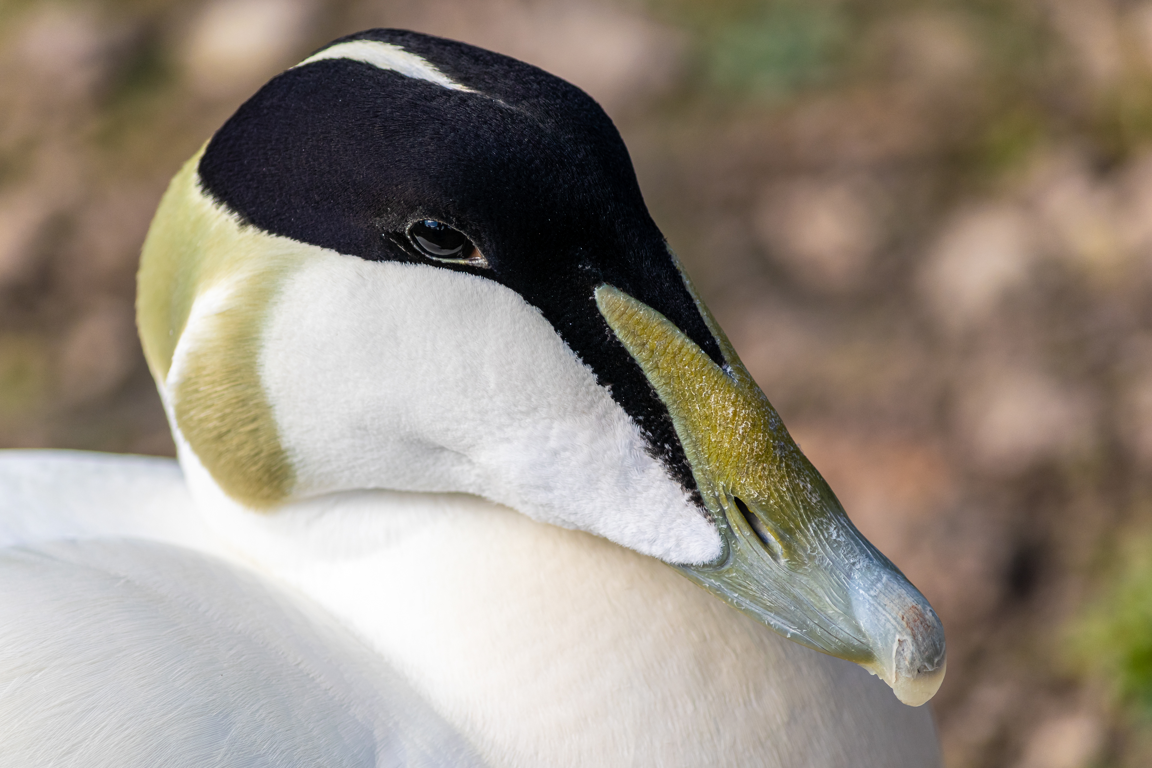 Eider