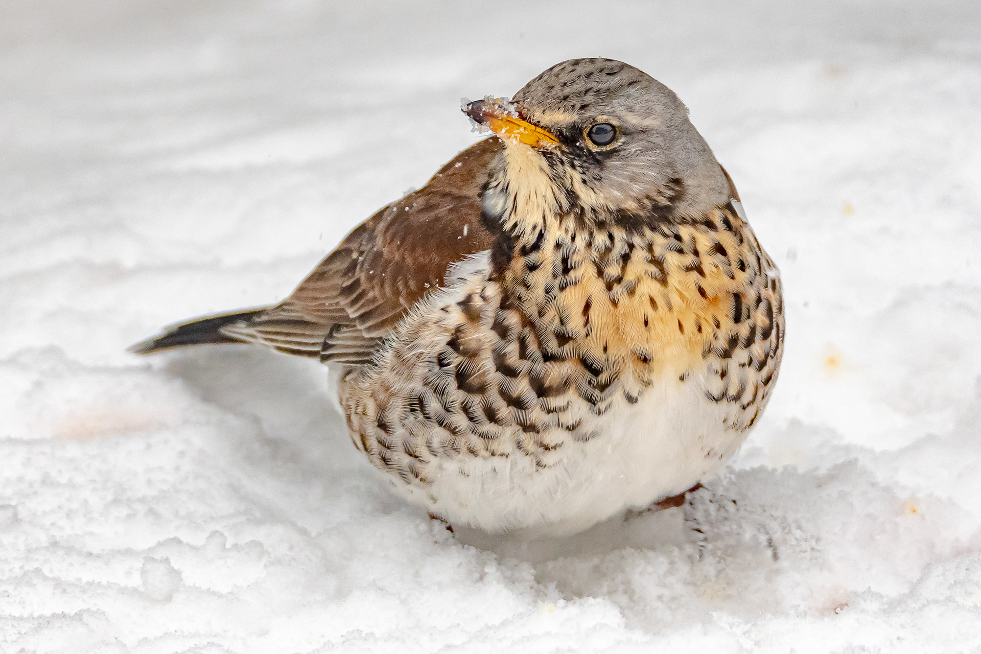 Fieldfare