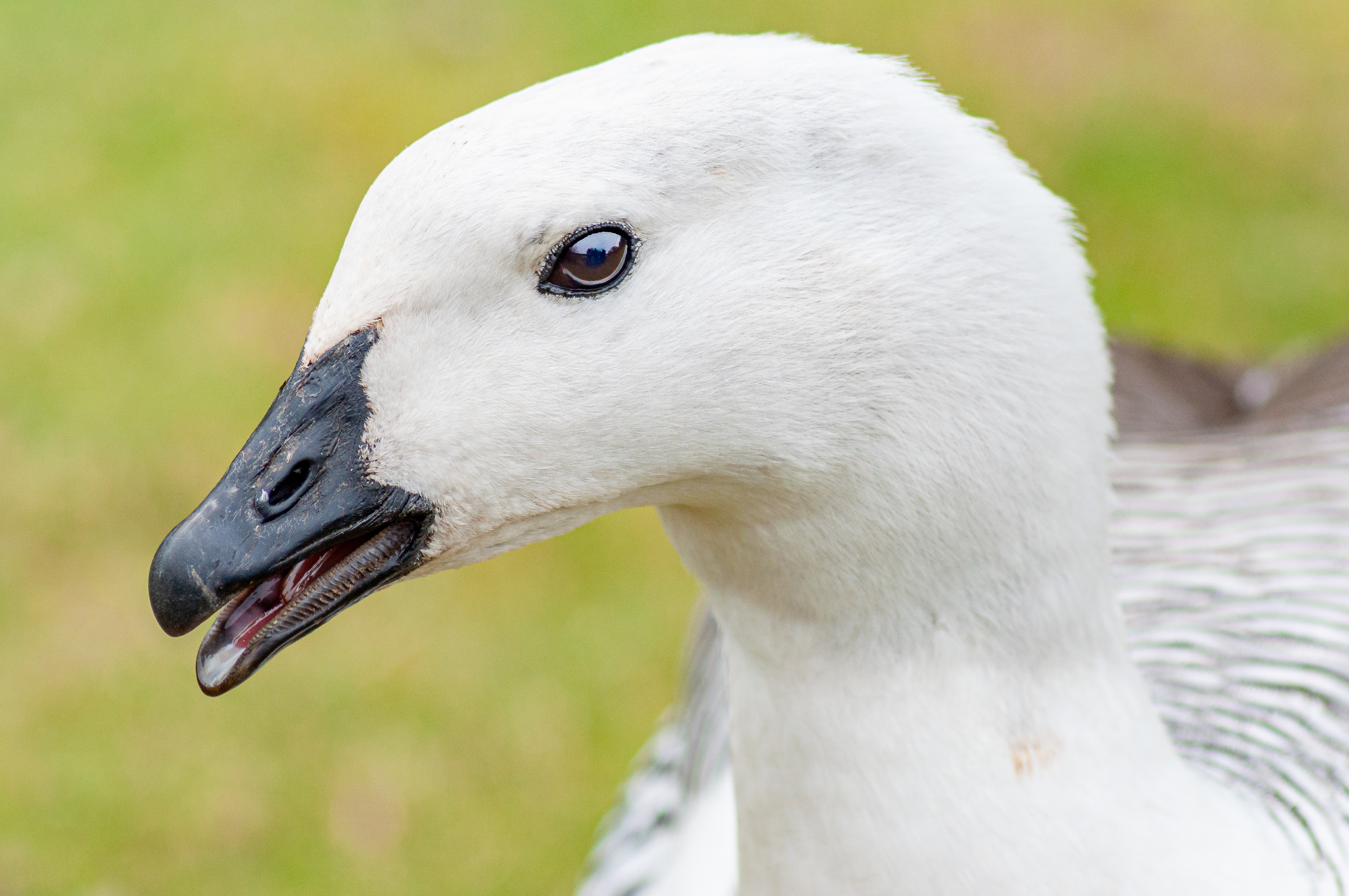 Magellan Goose