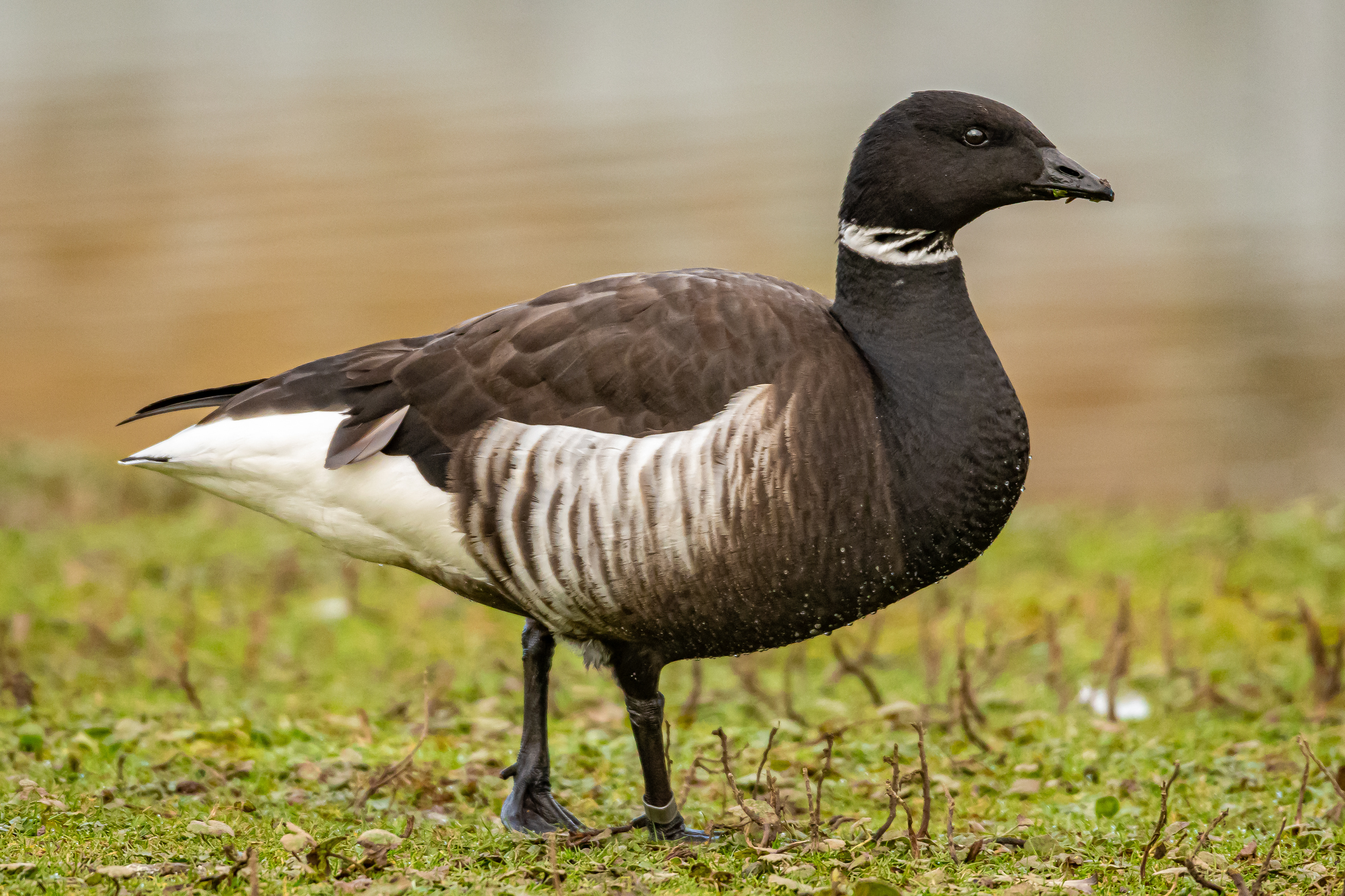 Brent Goose
