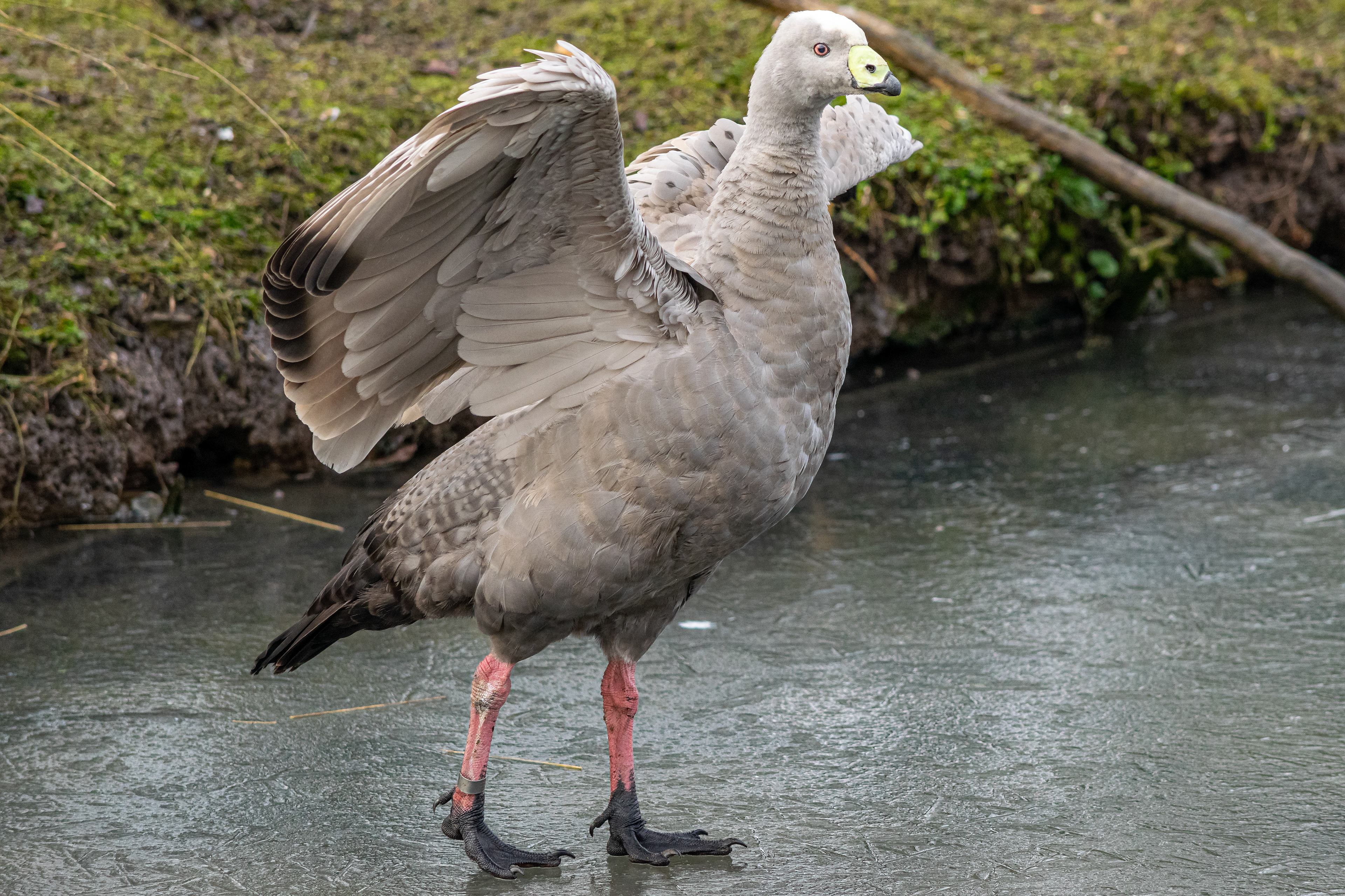 Cape Barren Goose