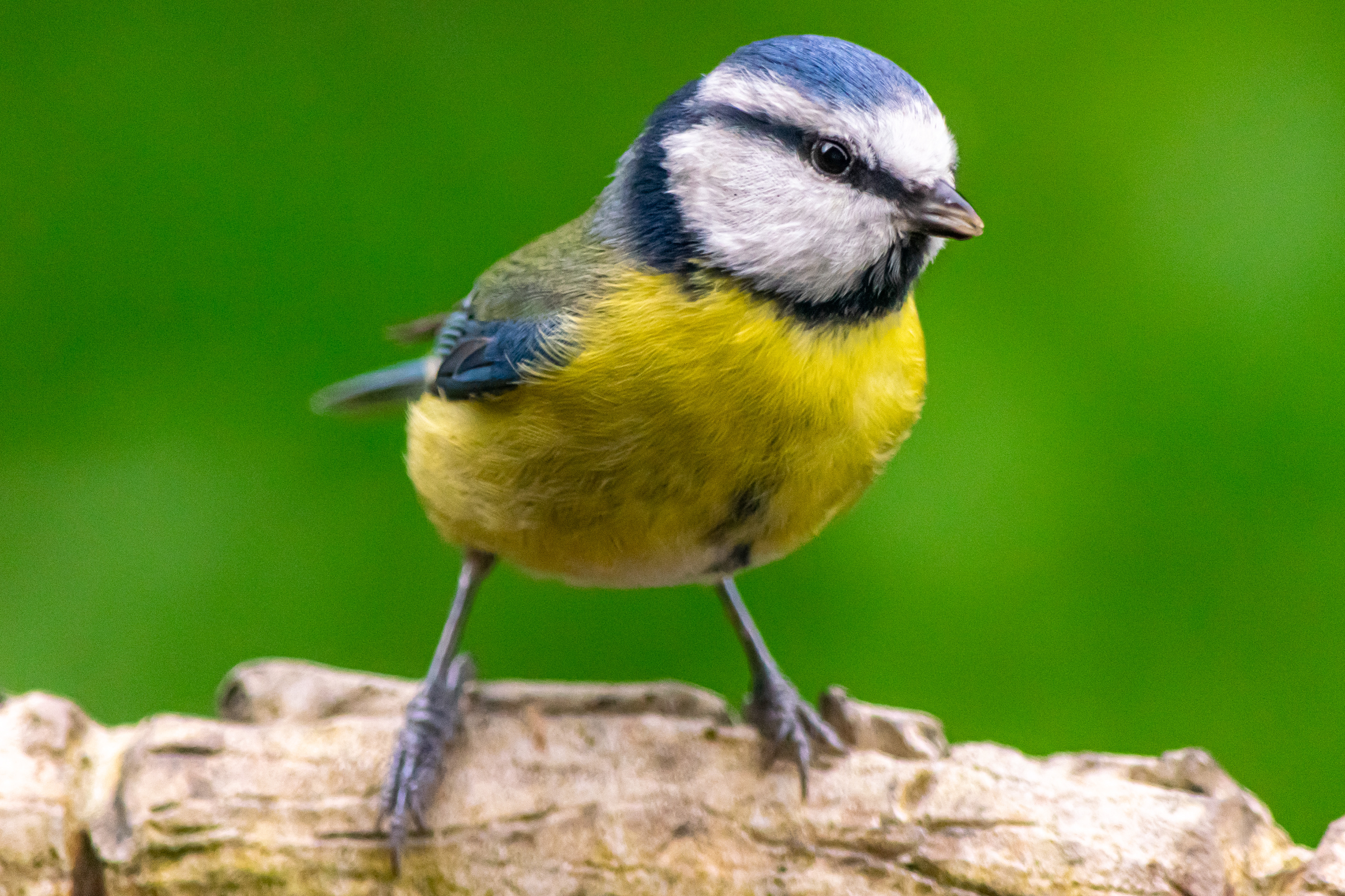 Blue Tit