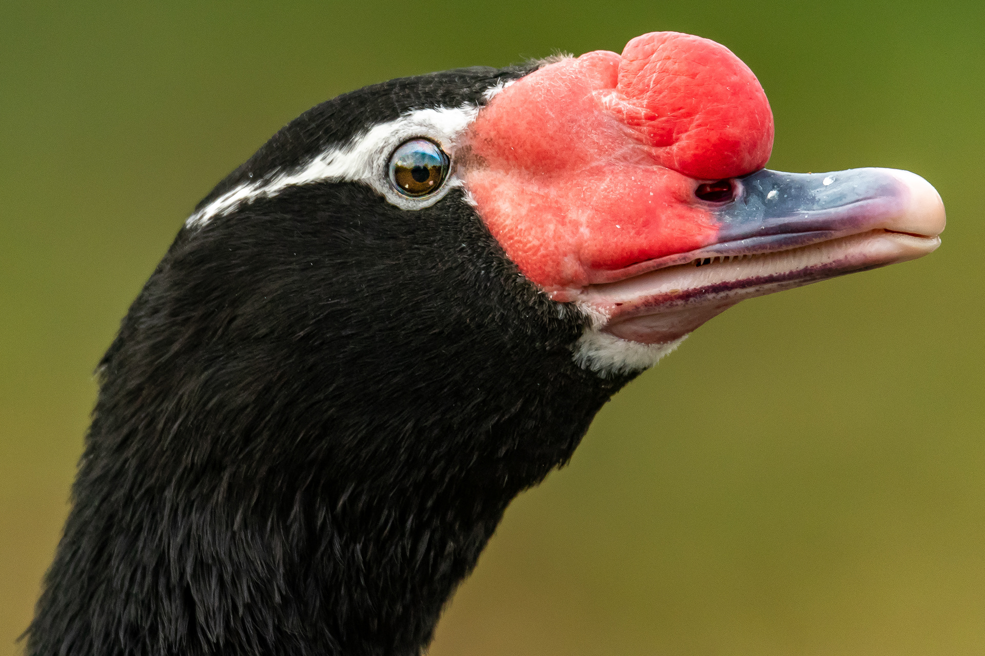 Muscovy Duck