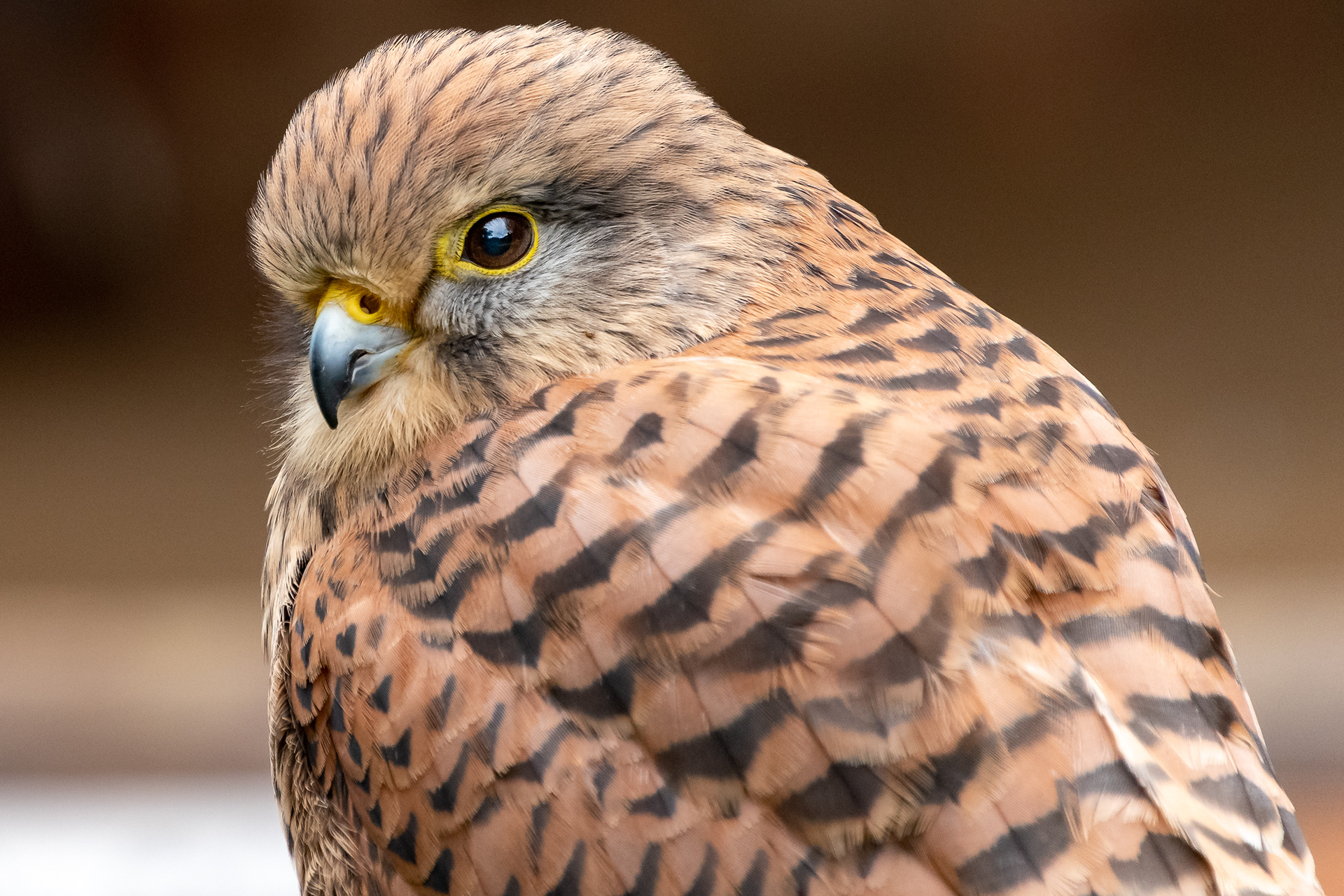 Common Kestrel