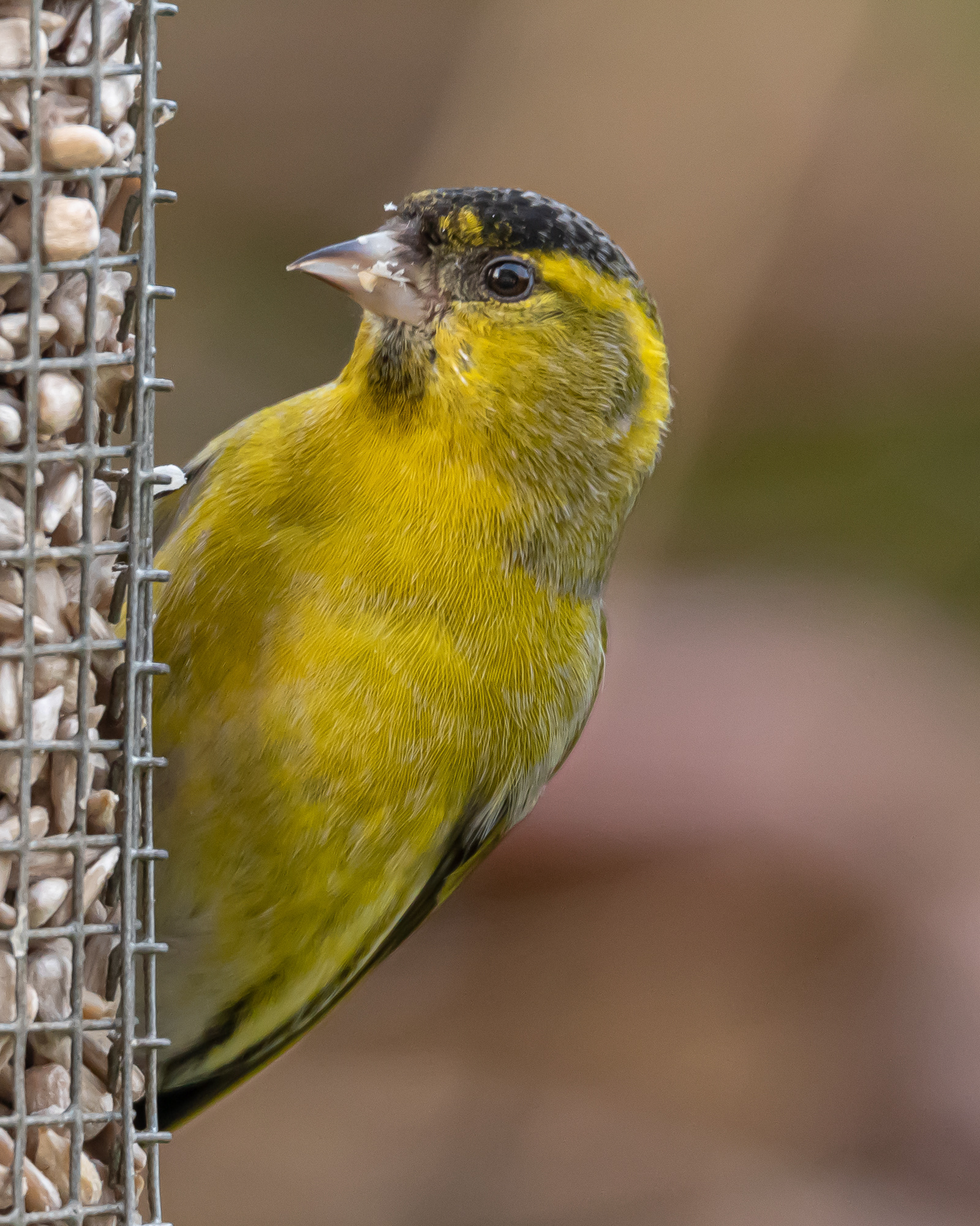 Greenfinch