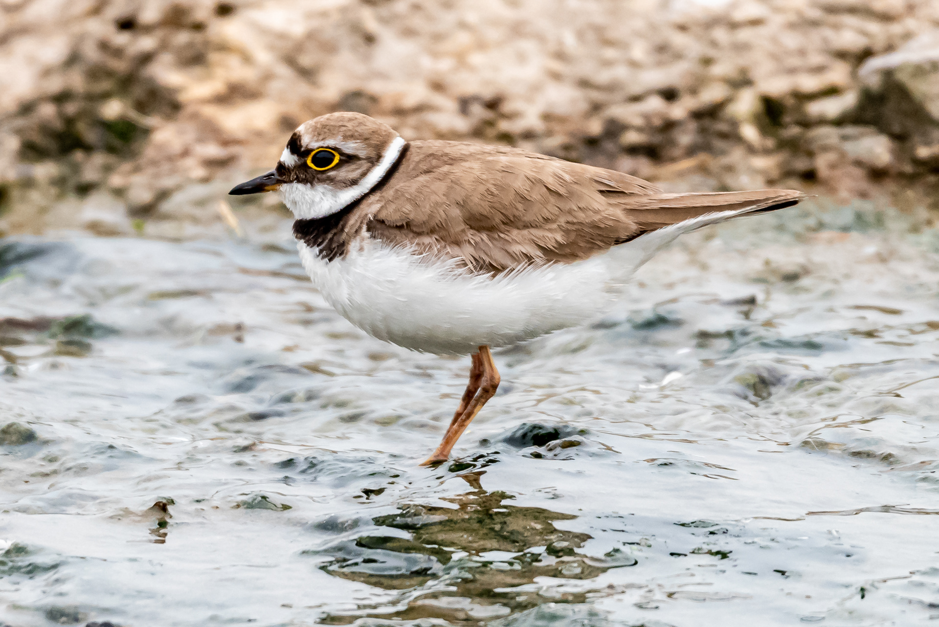 Little Ringed Plover