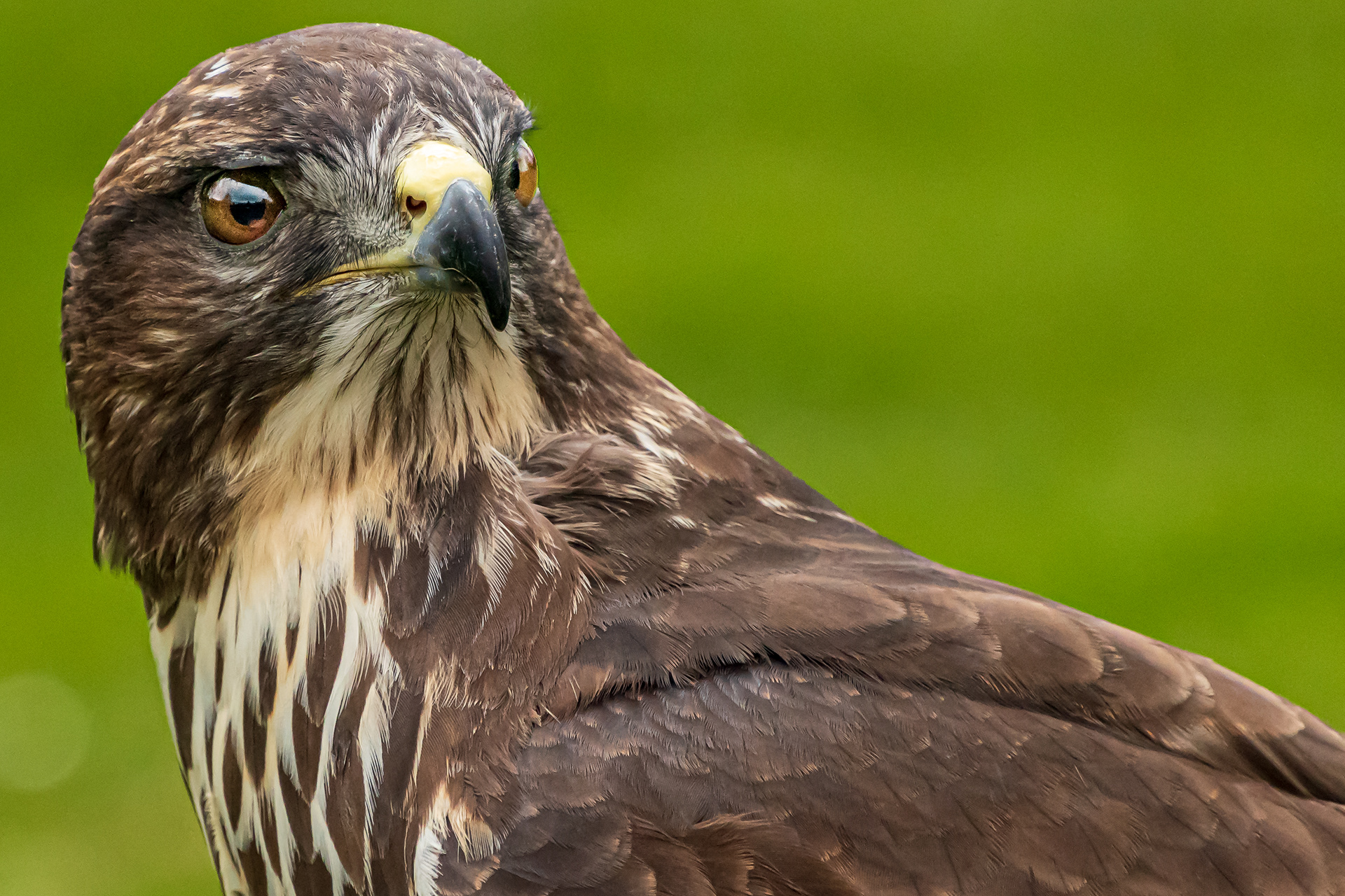 Common Buzzard