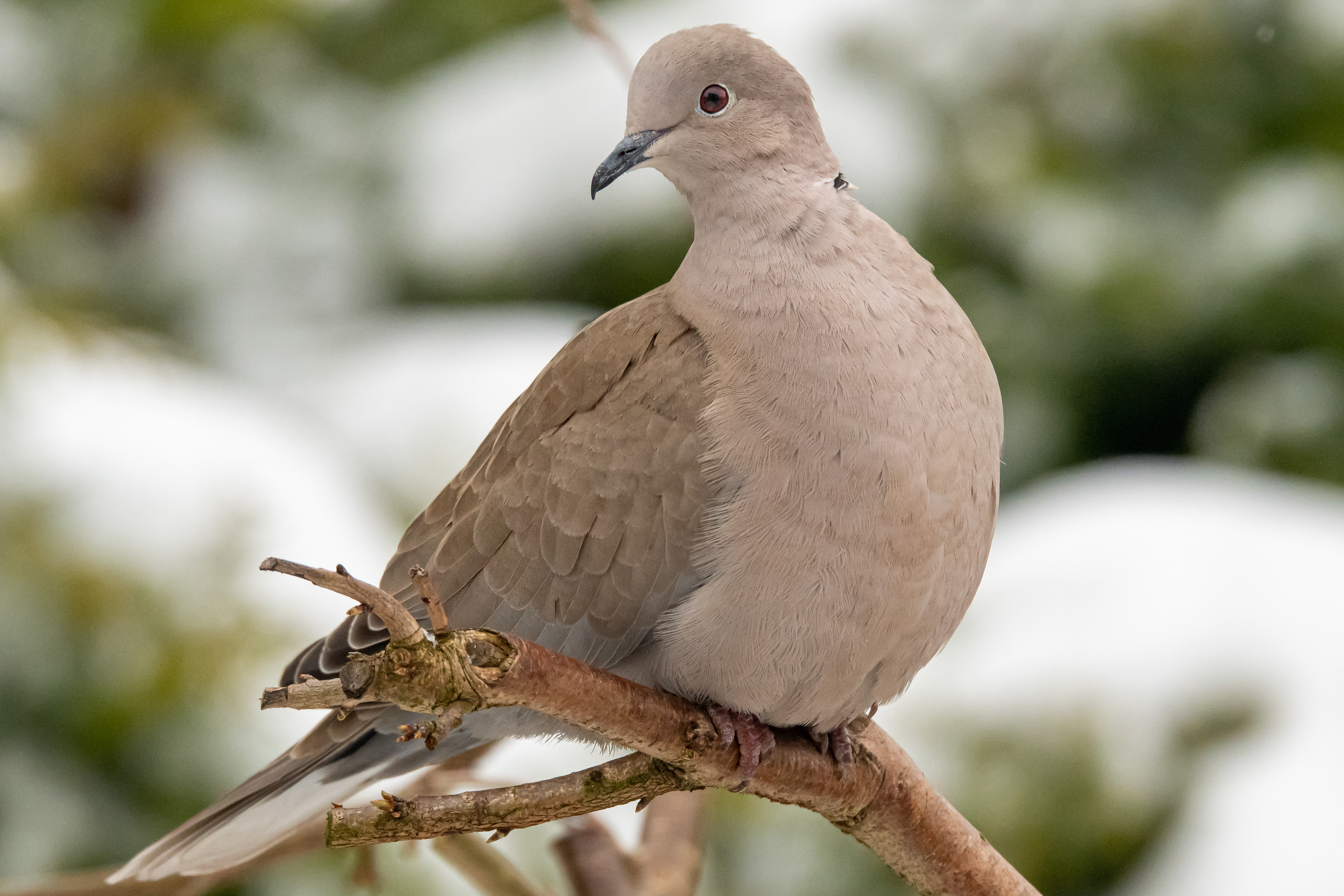 Collared Dove