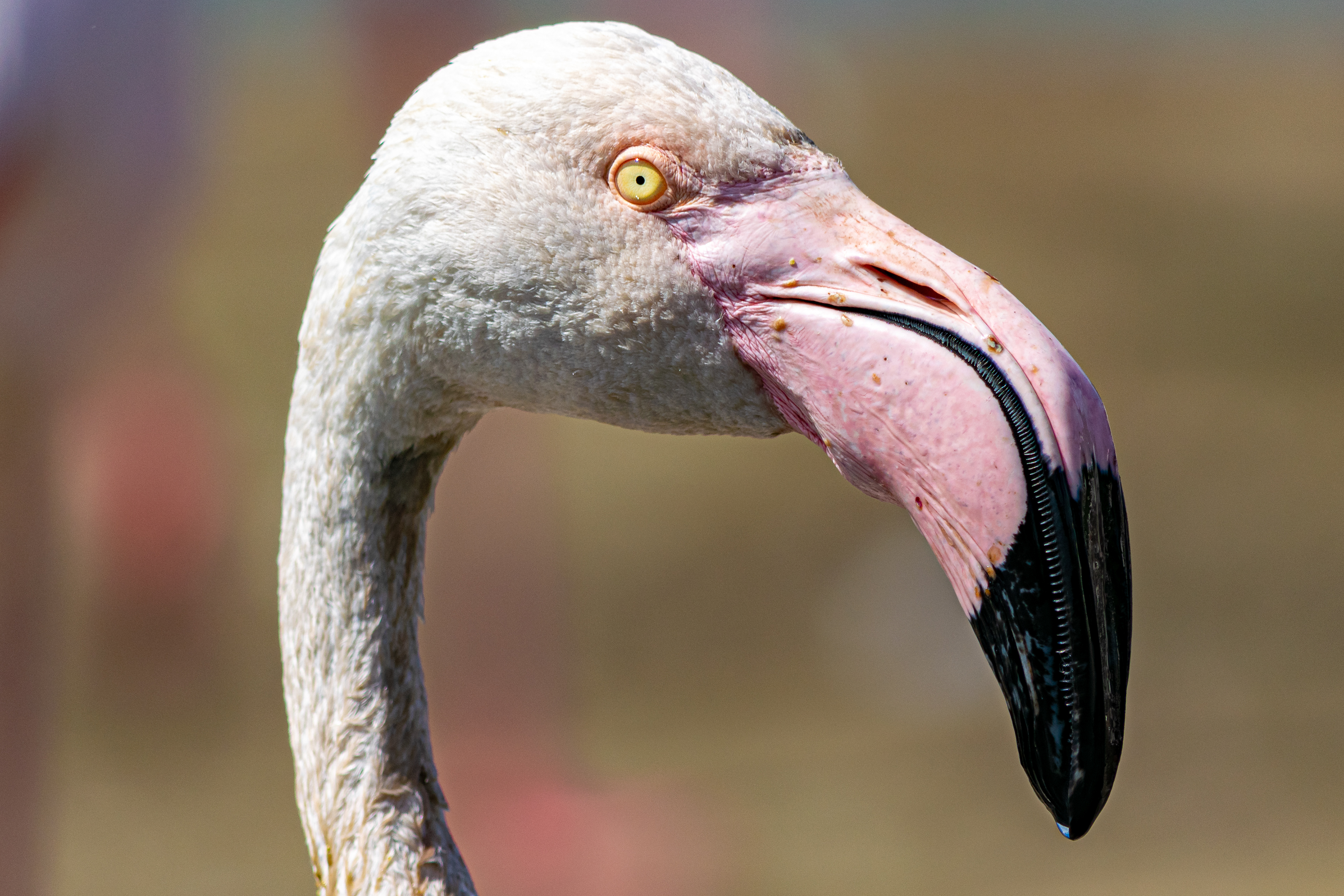Chilean Flamingo