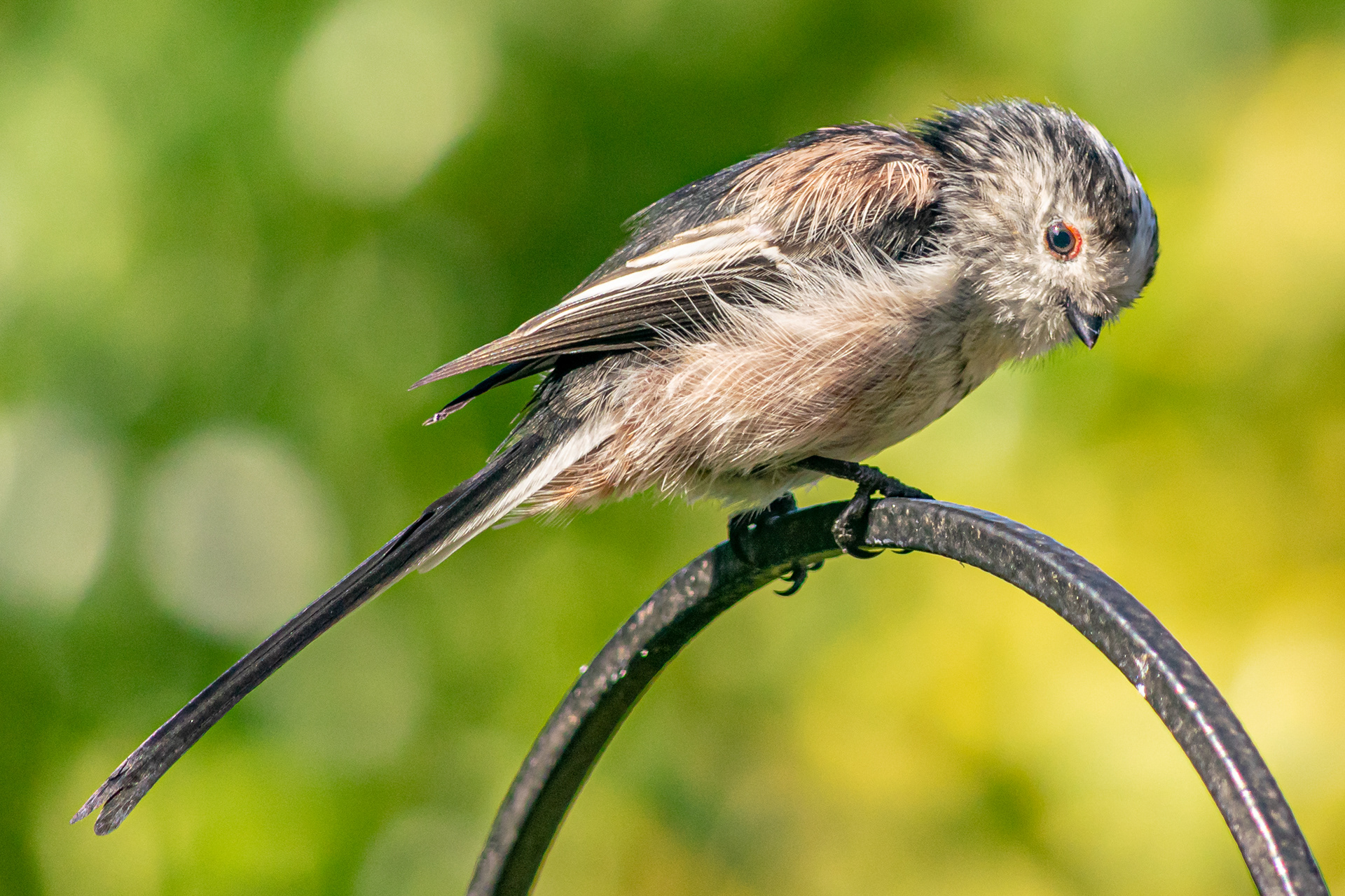 Long Tailed Tit