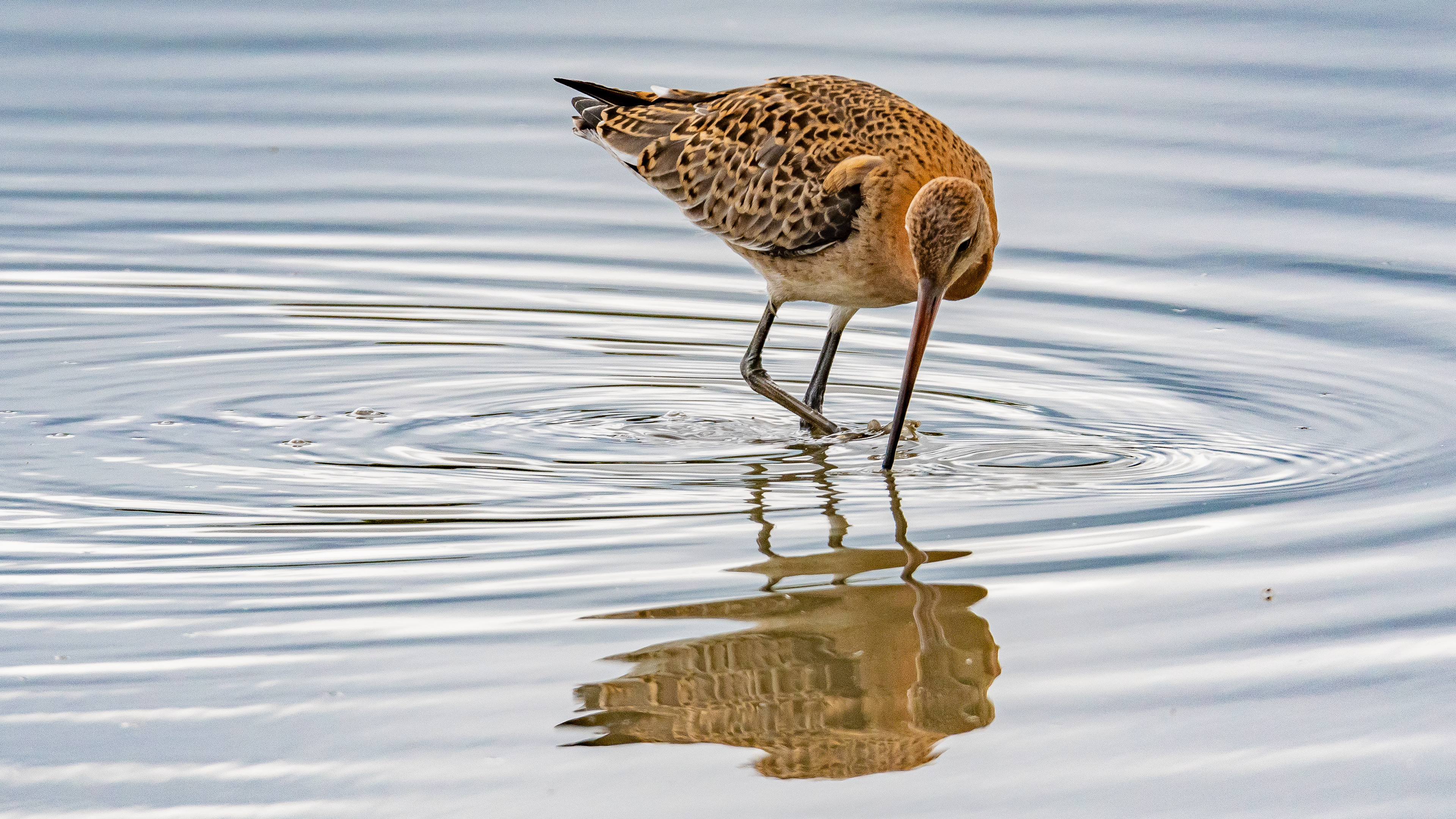 Black Tailed Godwit
