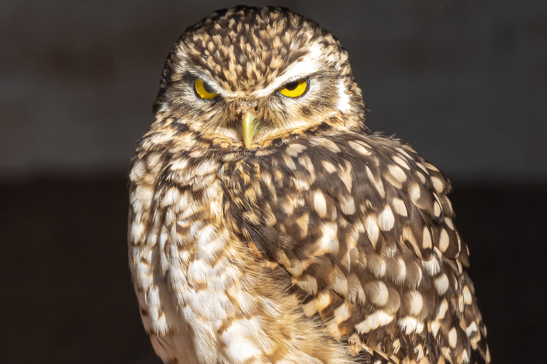 Little Owl