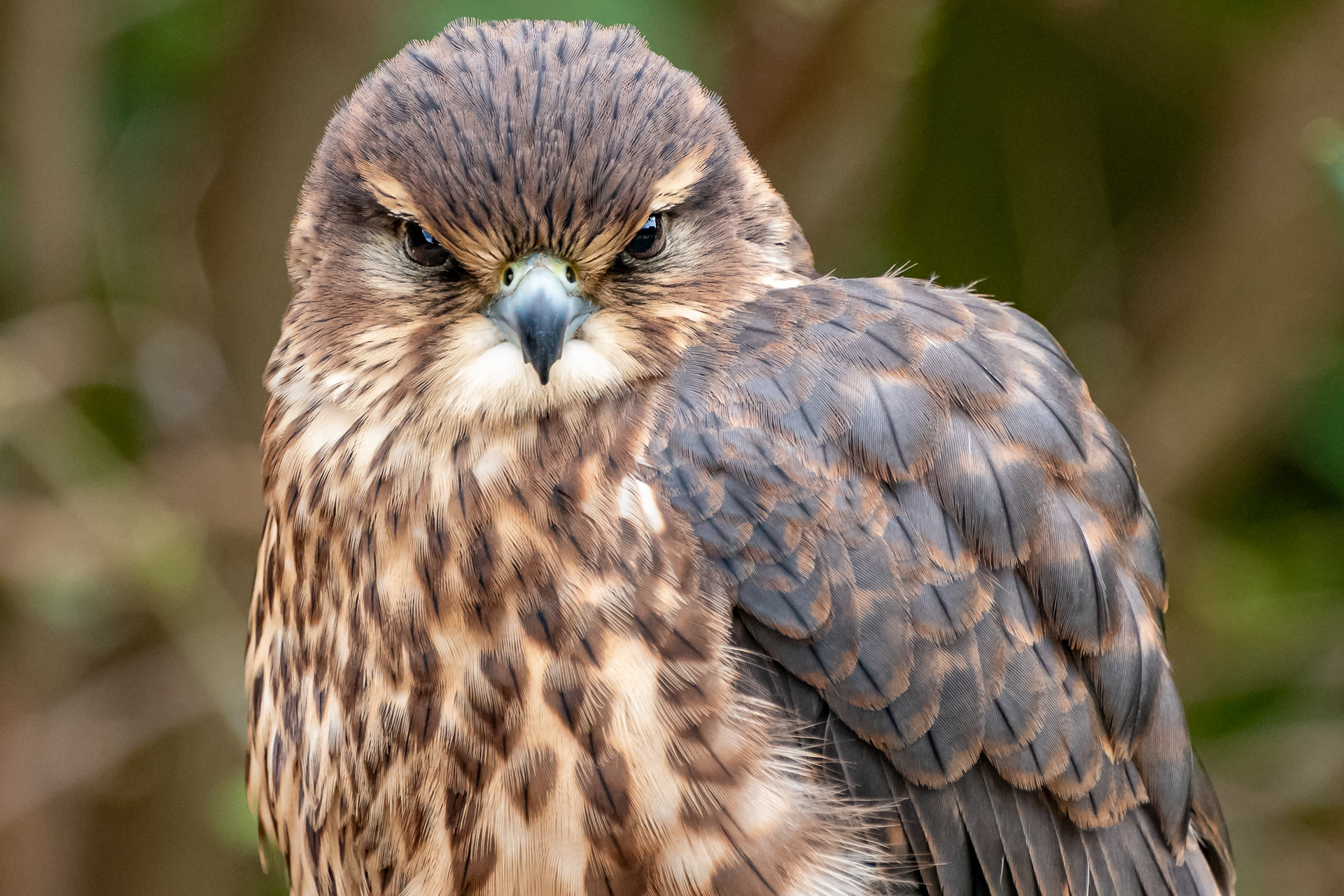 Merlin