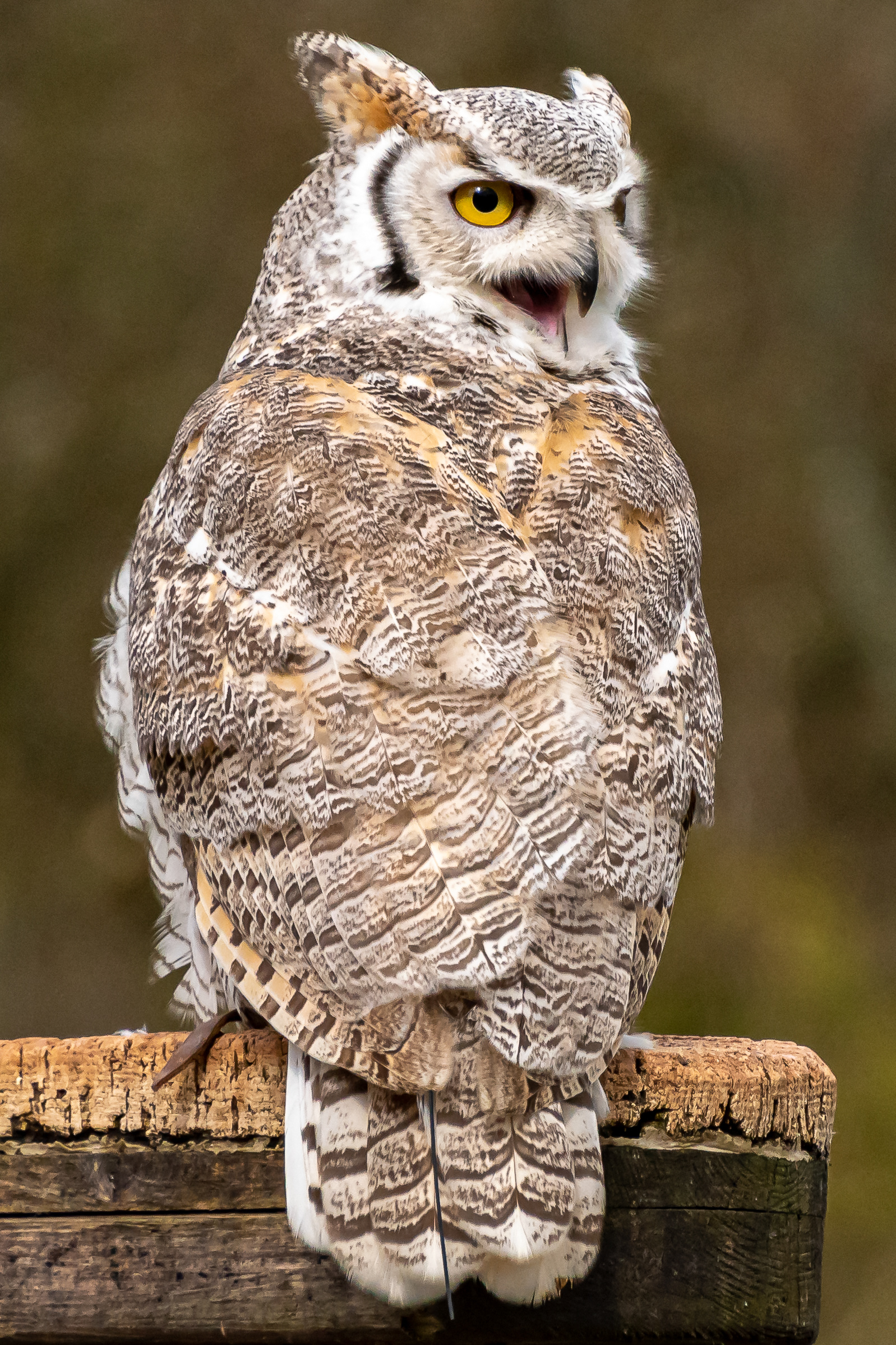 Great Horned Owl