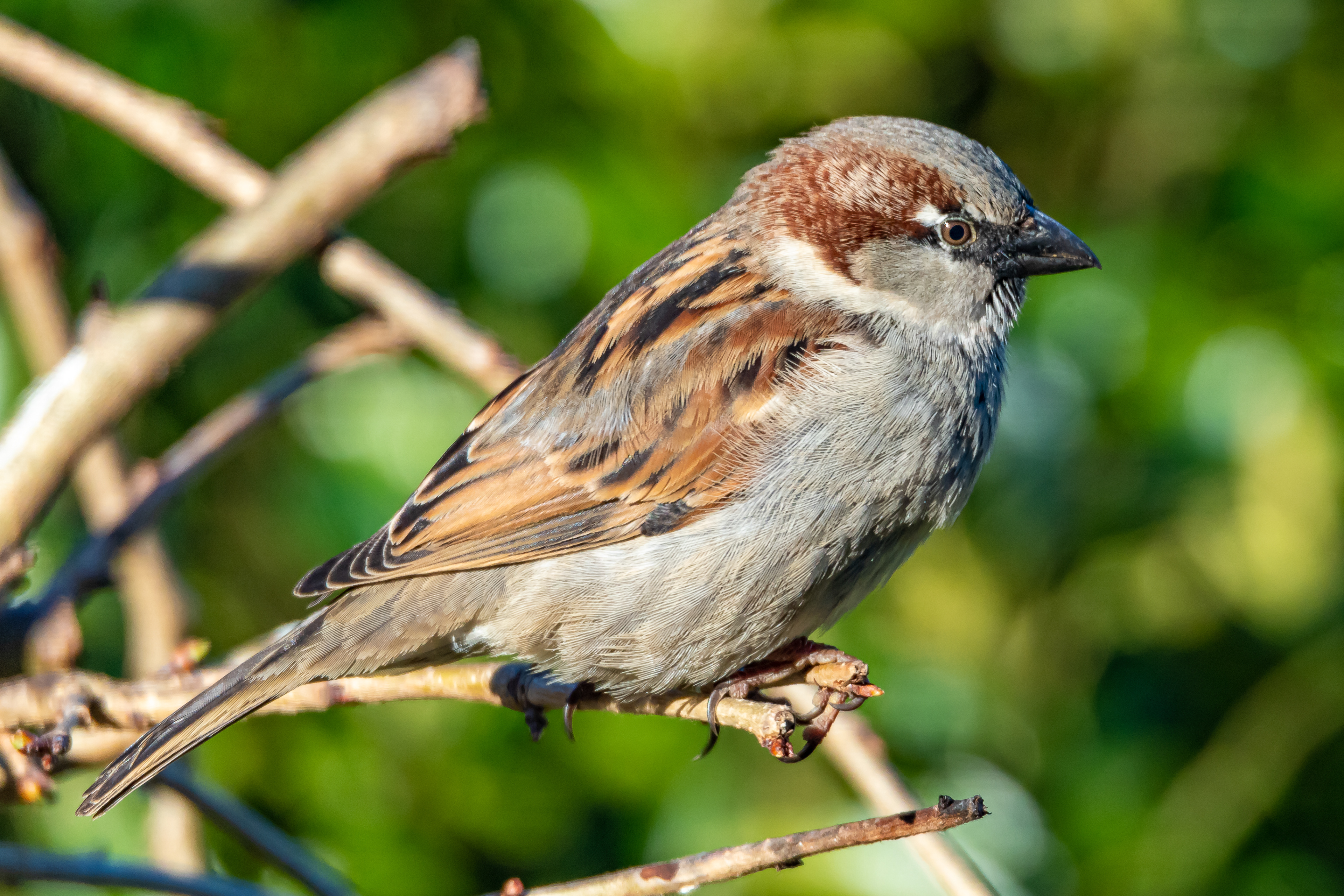 House Sparrow
