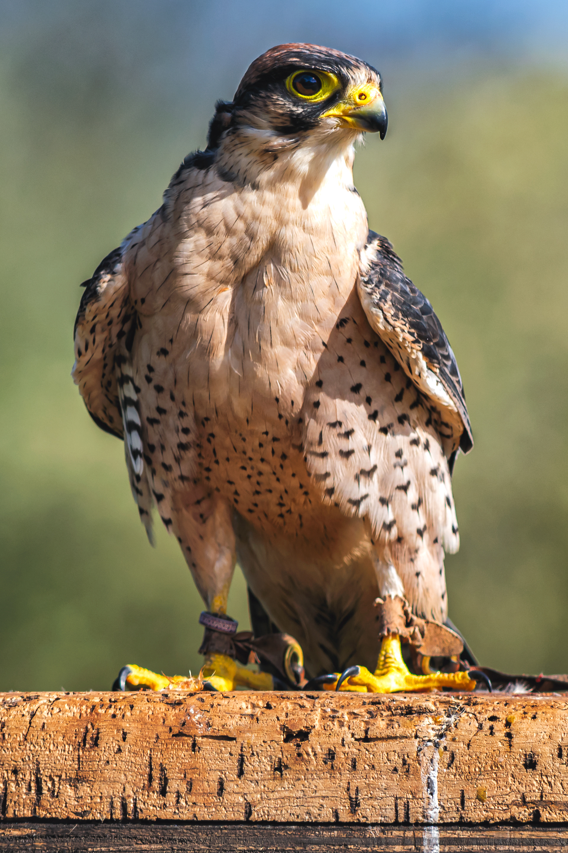 Lanner Falcon