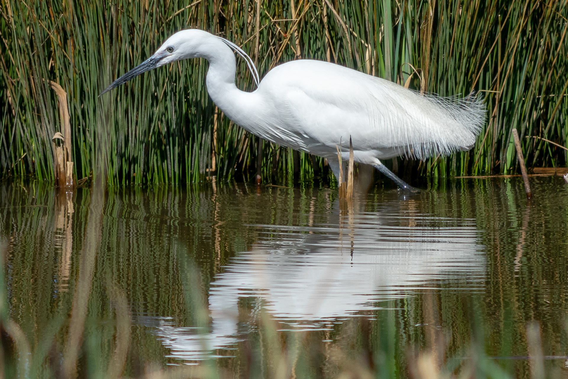 Little Egret