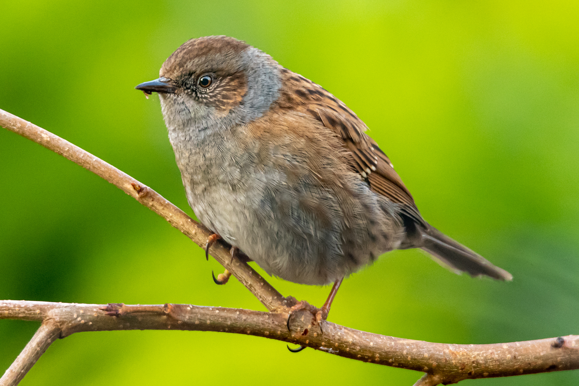 Dunnock